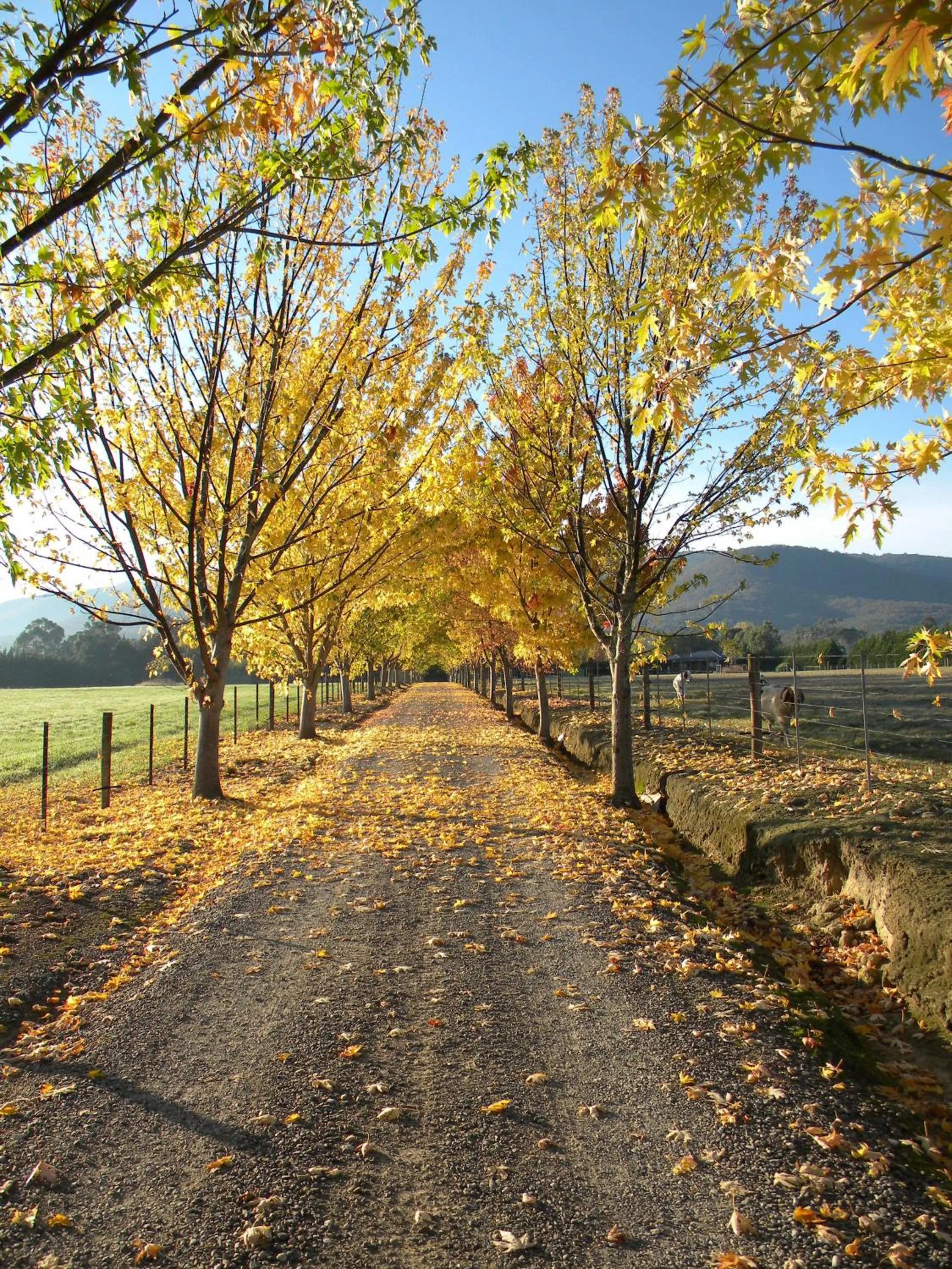 Garden view in Sanctuary Park Cottages