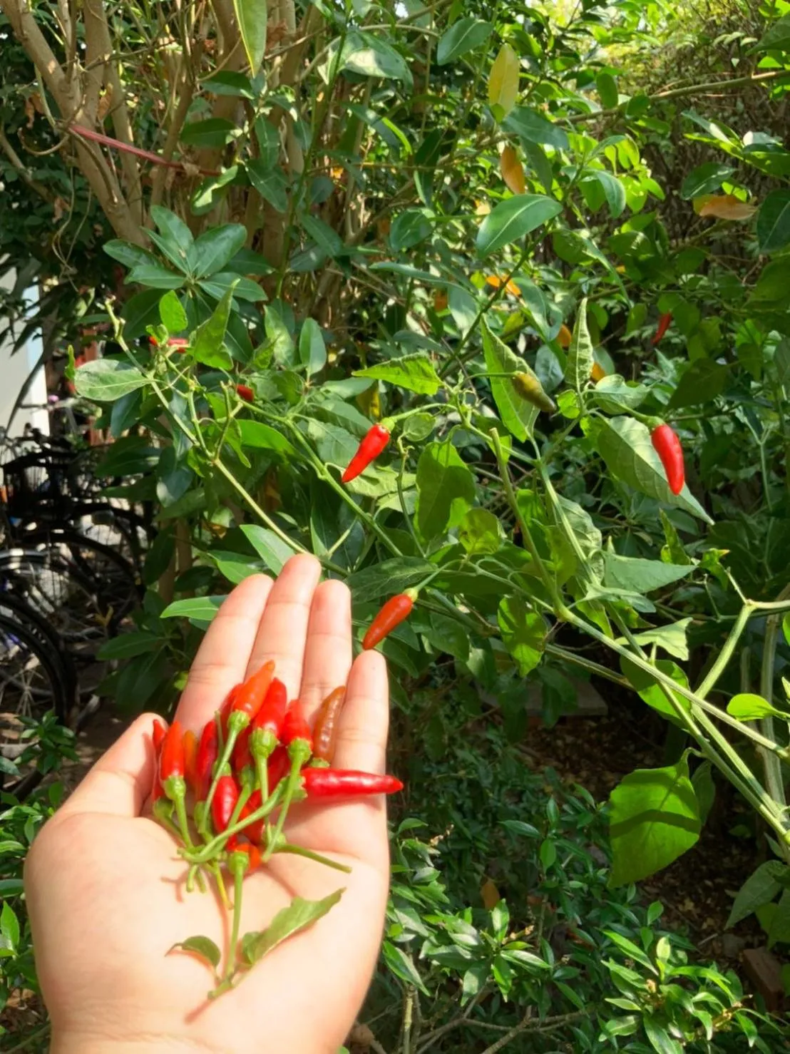 Garden in Sukhothai Garden