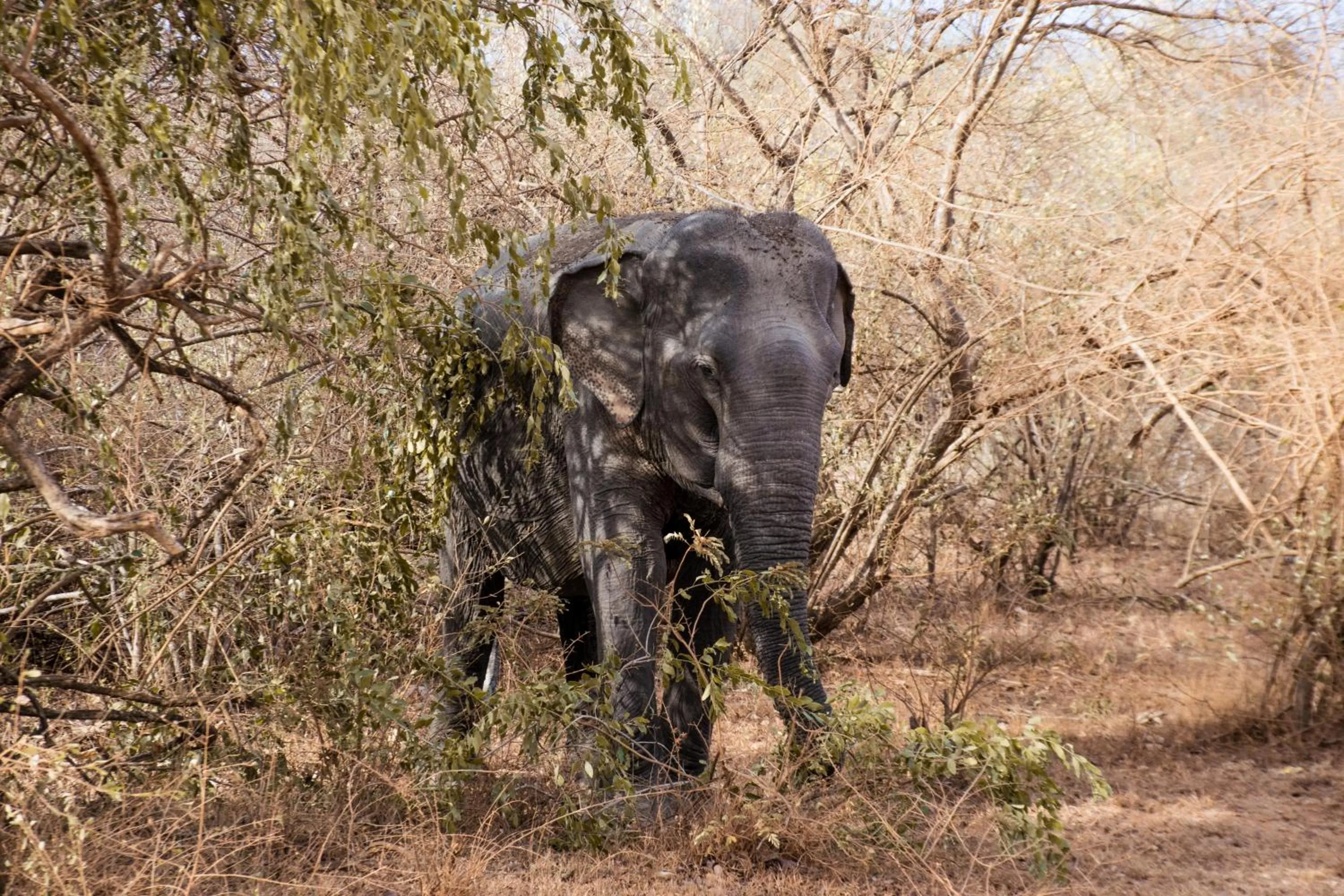 Activities in Uga Chena Huts - Yala - All Inclusive