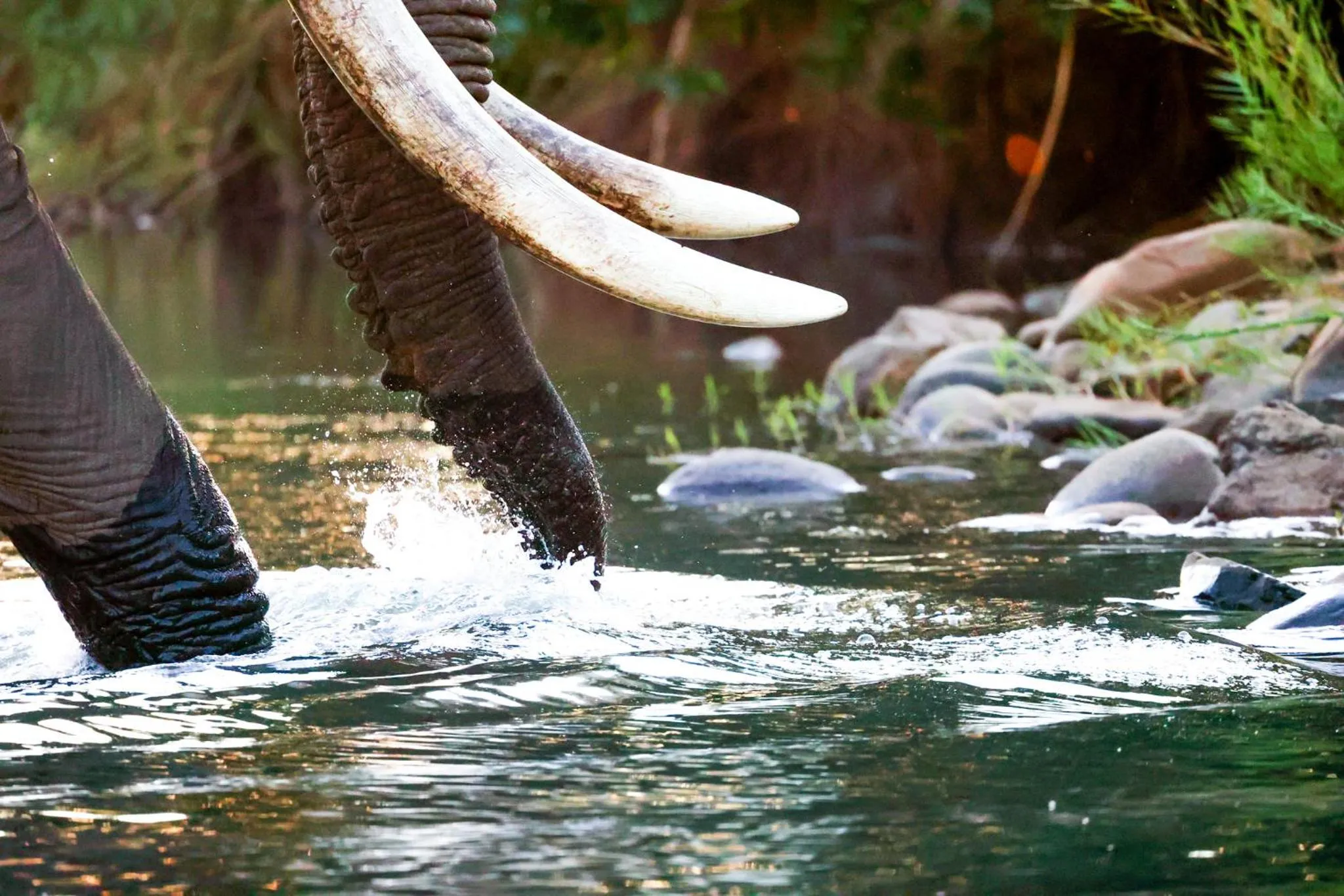 Activities in Karongwe- Shiduli Safari Lodge