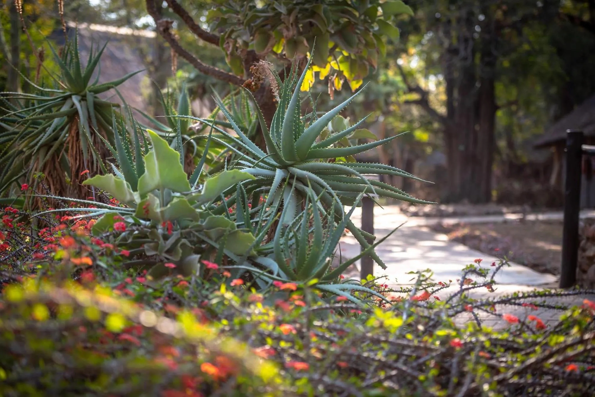Garden in Karongwe- Shiduli Safari Lodge