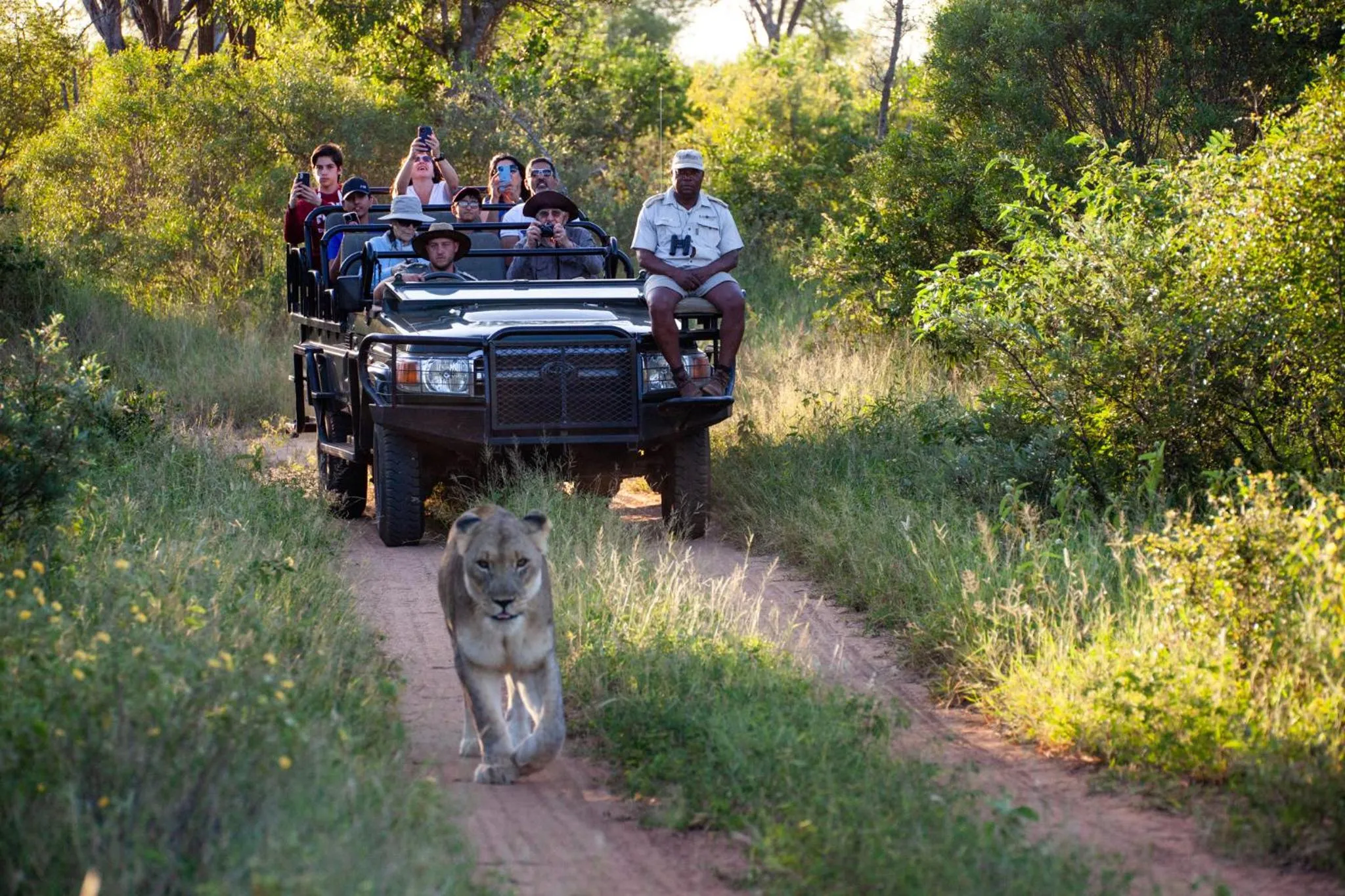 Animals in Karongwe- Shiduli Safari Lodge