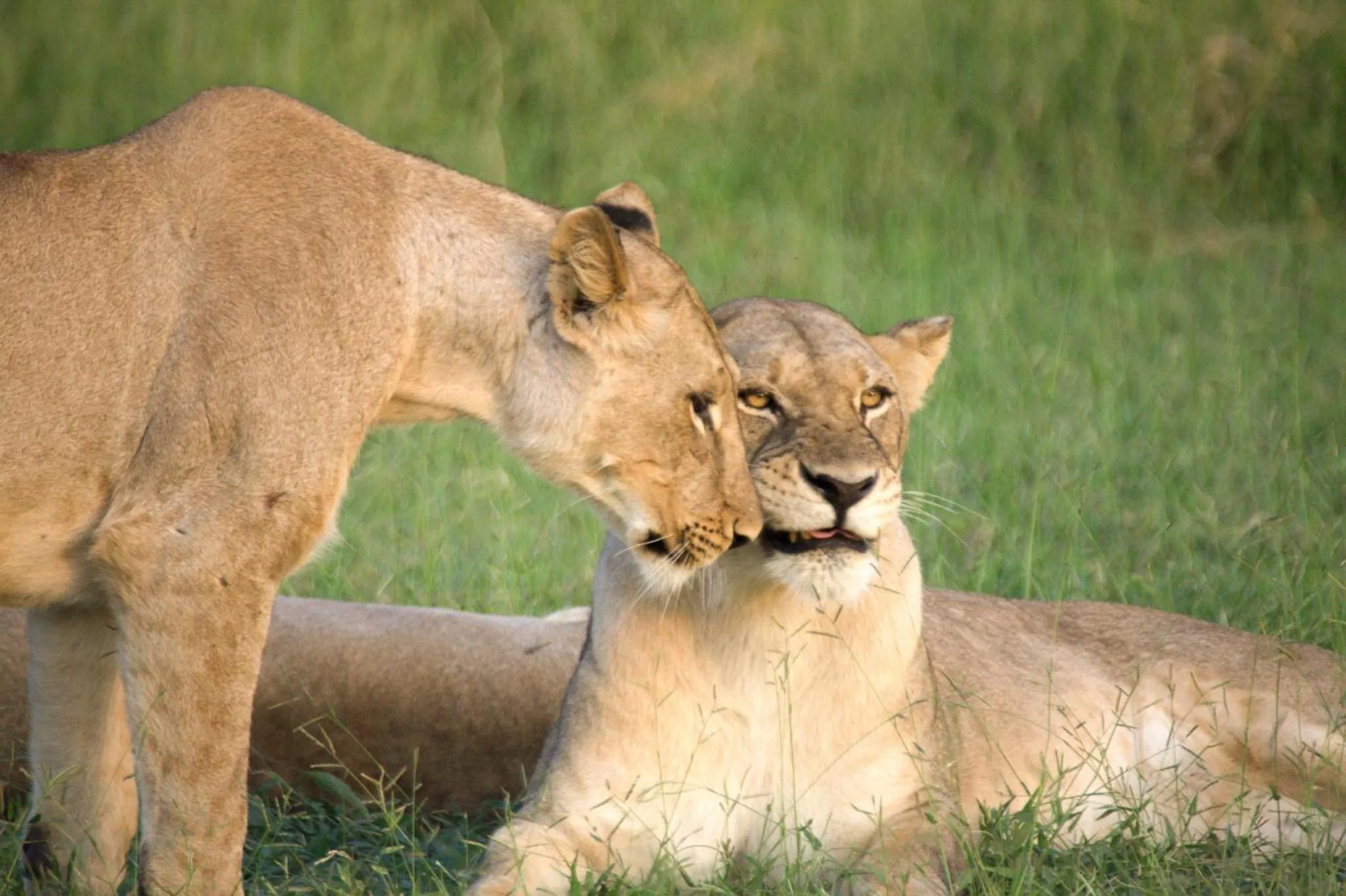 Animals in Karongwe- Shiduli Safari Lodge