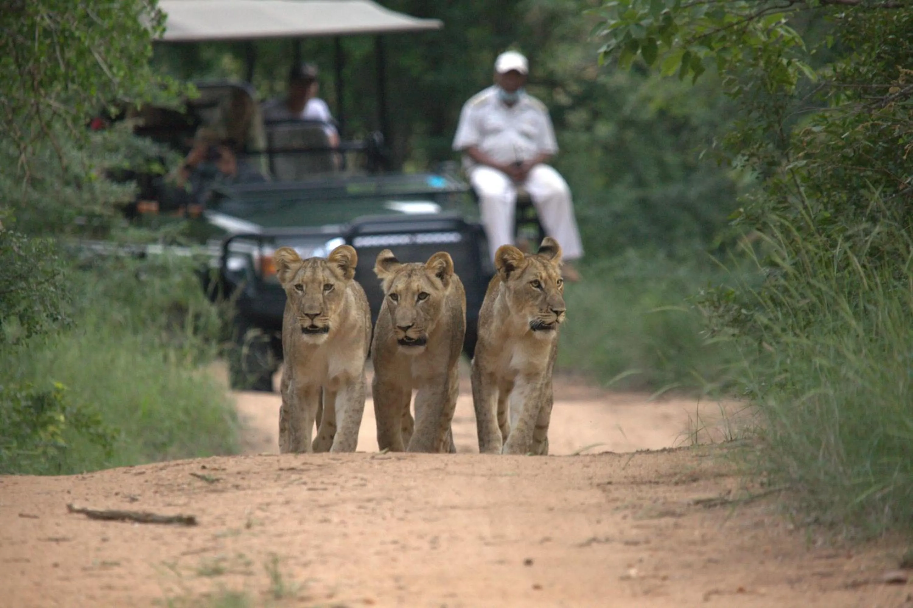 Animals in Karongwe- Shiduli Safari Lodge