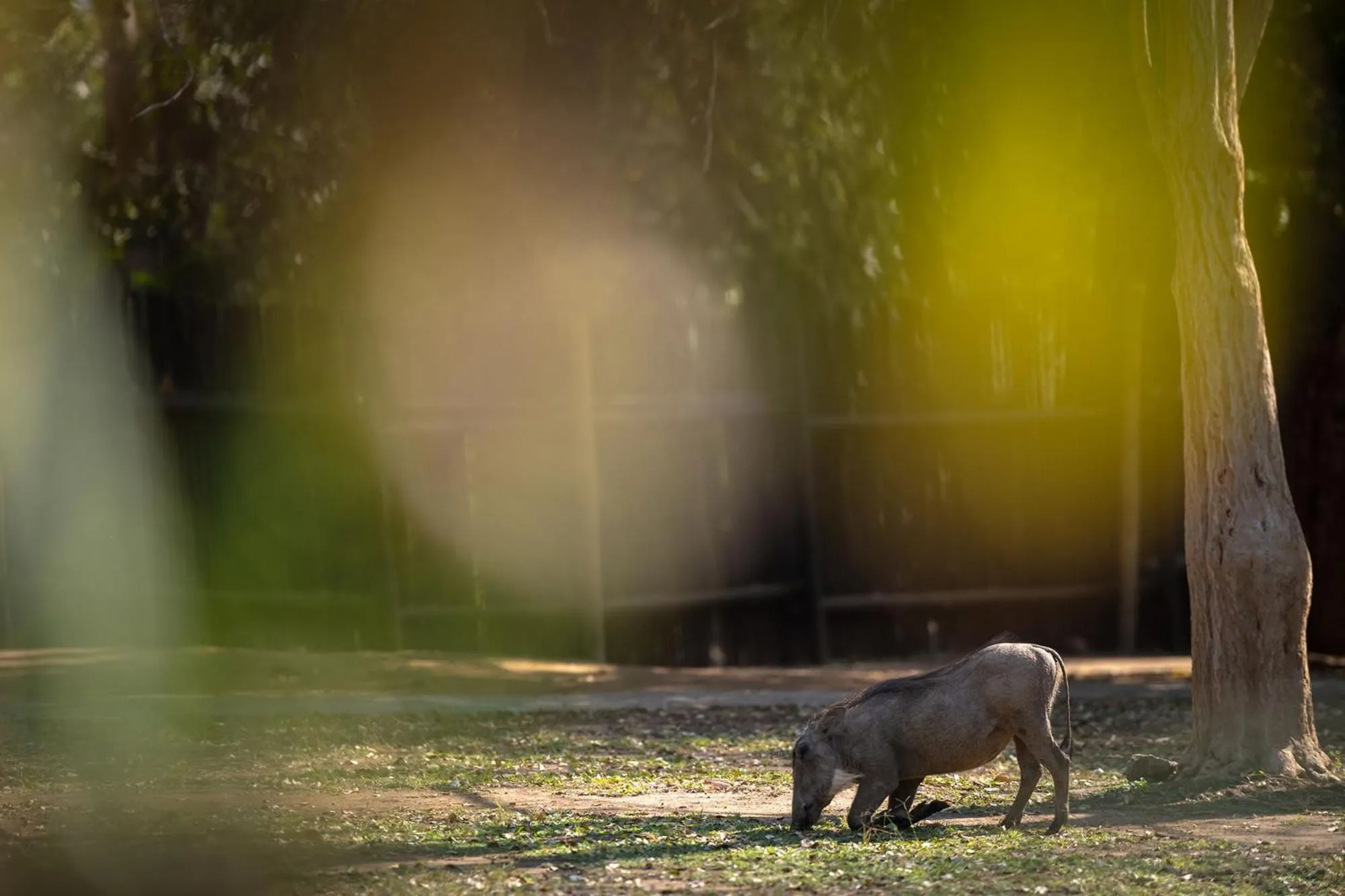 Garden in Karongwe- Shiduli Safari Lodge