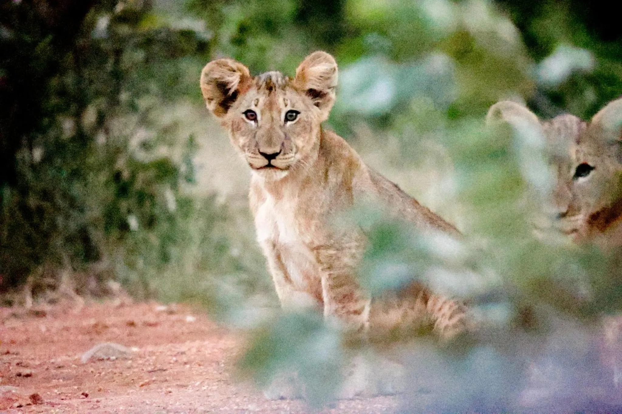 Animals in Karongwe- Shiduli Safari Lodge