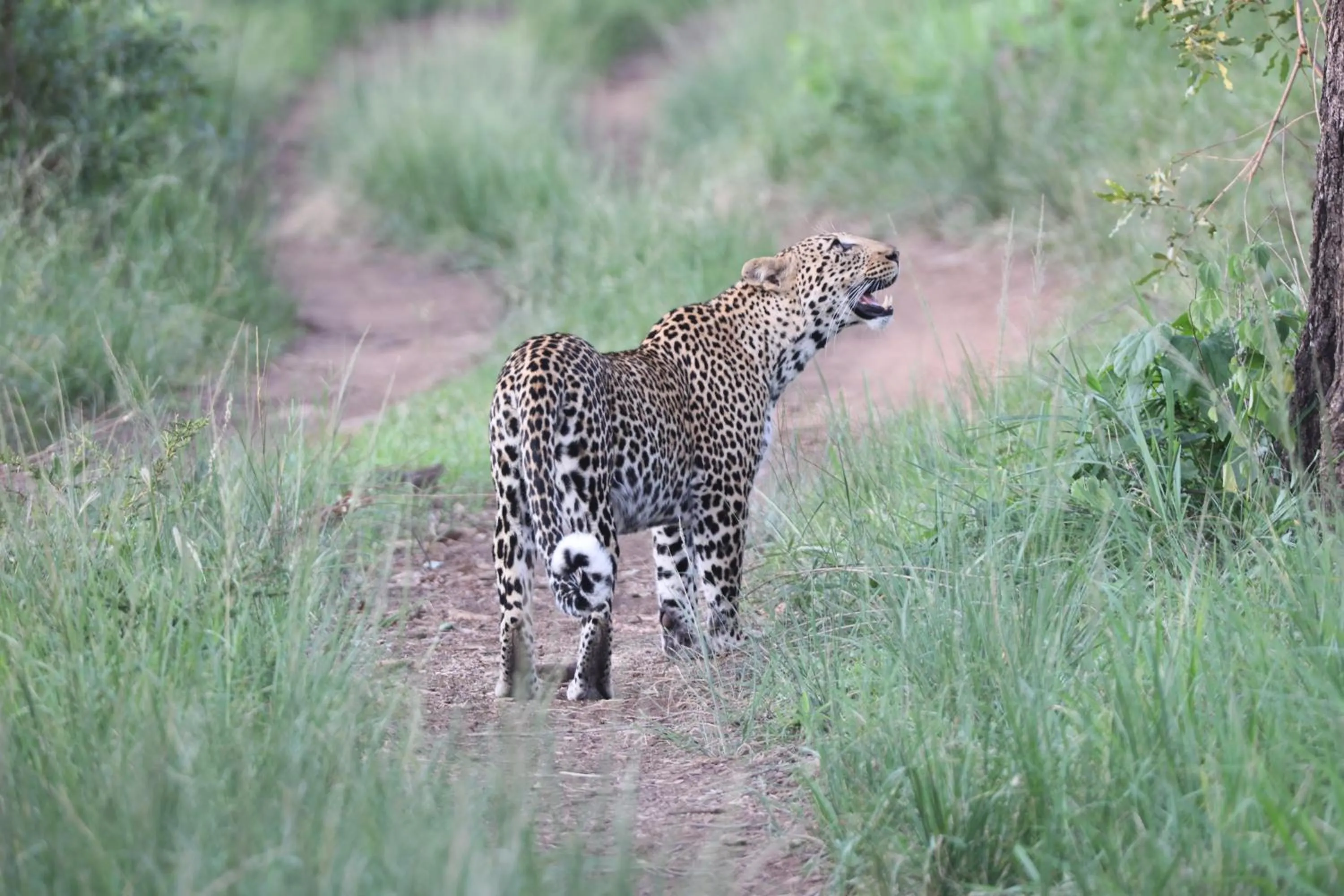 Activities in Karongwe- Shiduli Safari Lodge
