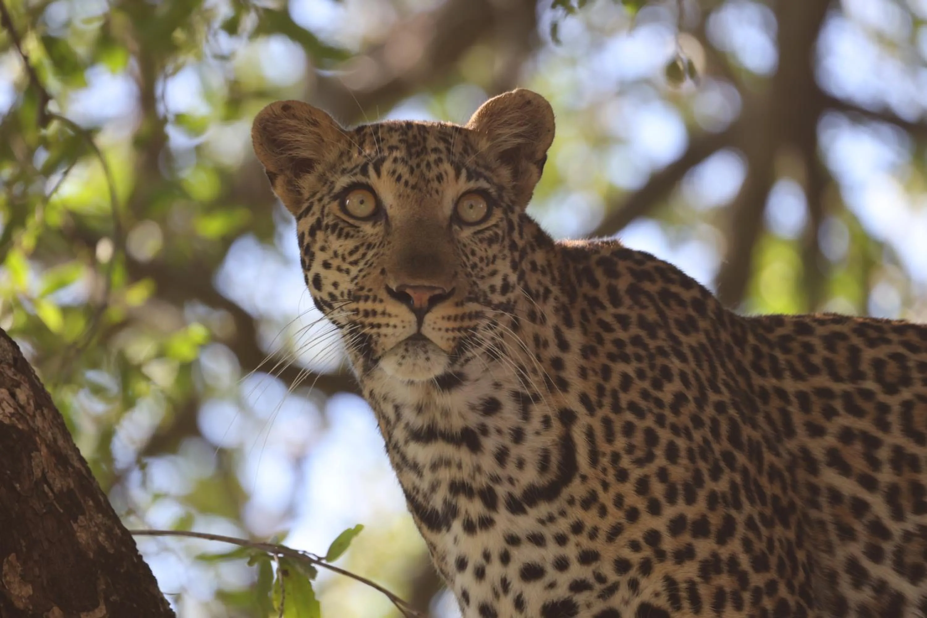 Animals in Karongwe- Shiduli Safari Lodge