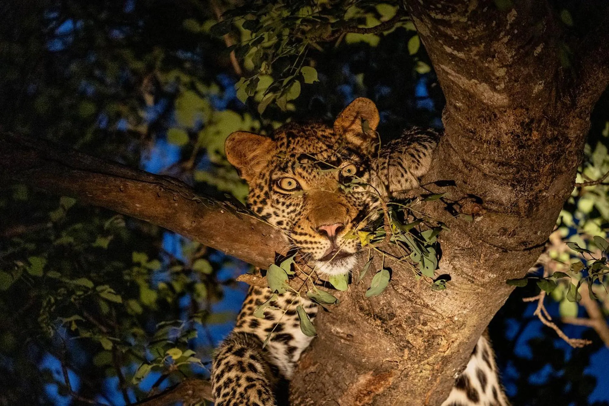 Animals in Karongwe - Chisomo Safari Camp