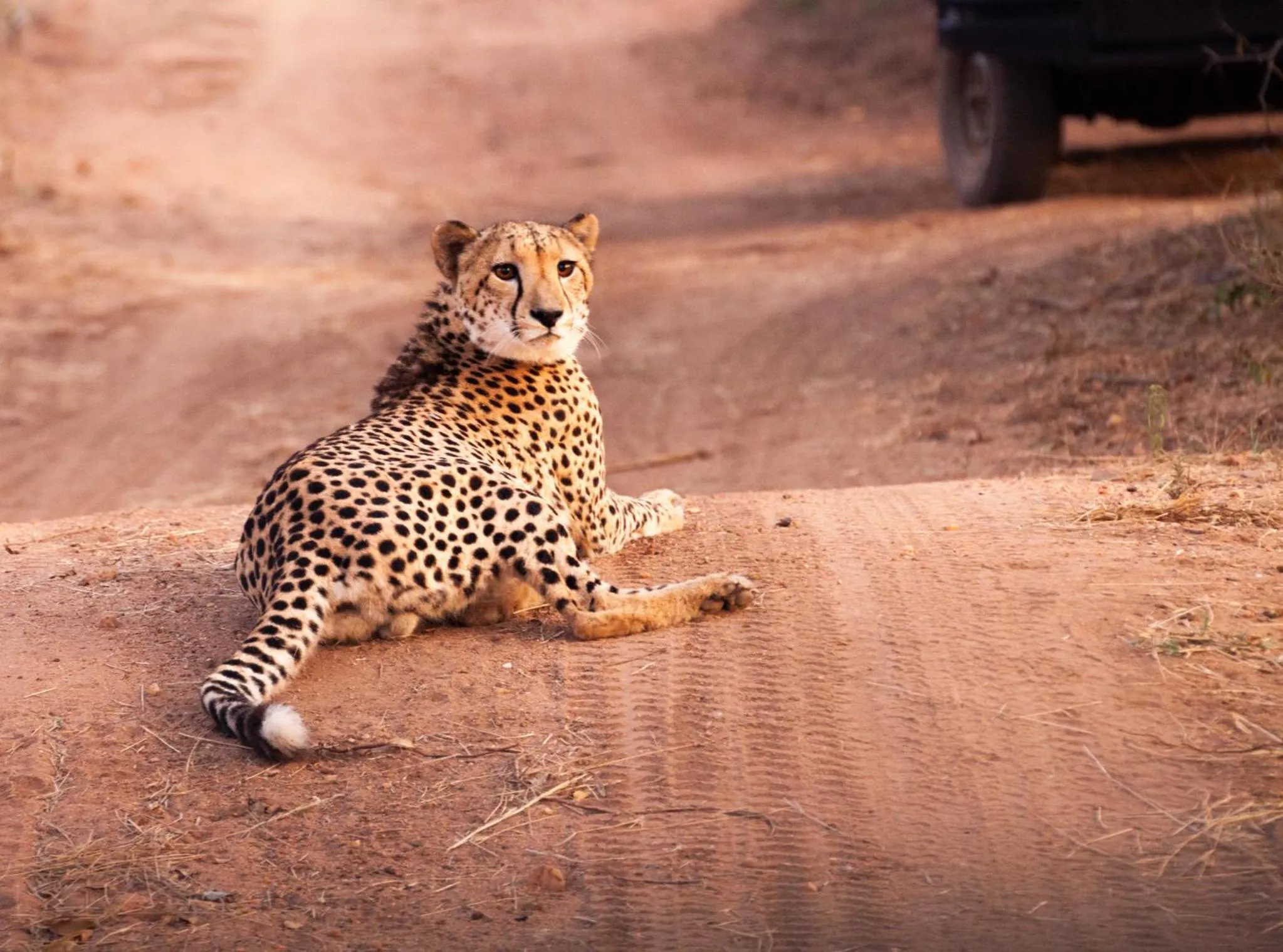 Property building in Karongwe - Chisomo Safari Camp