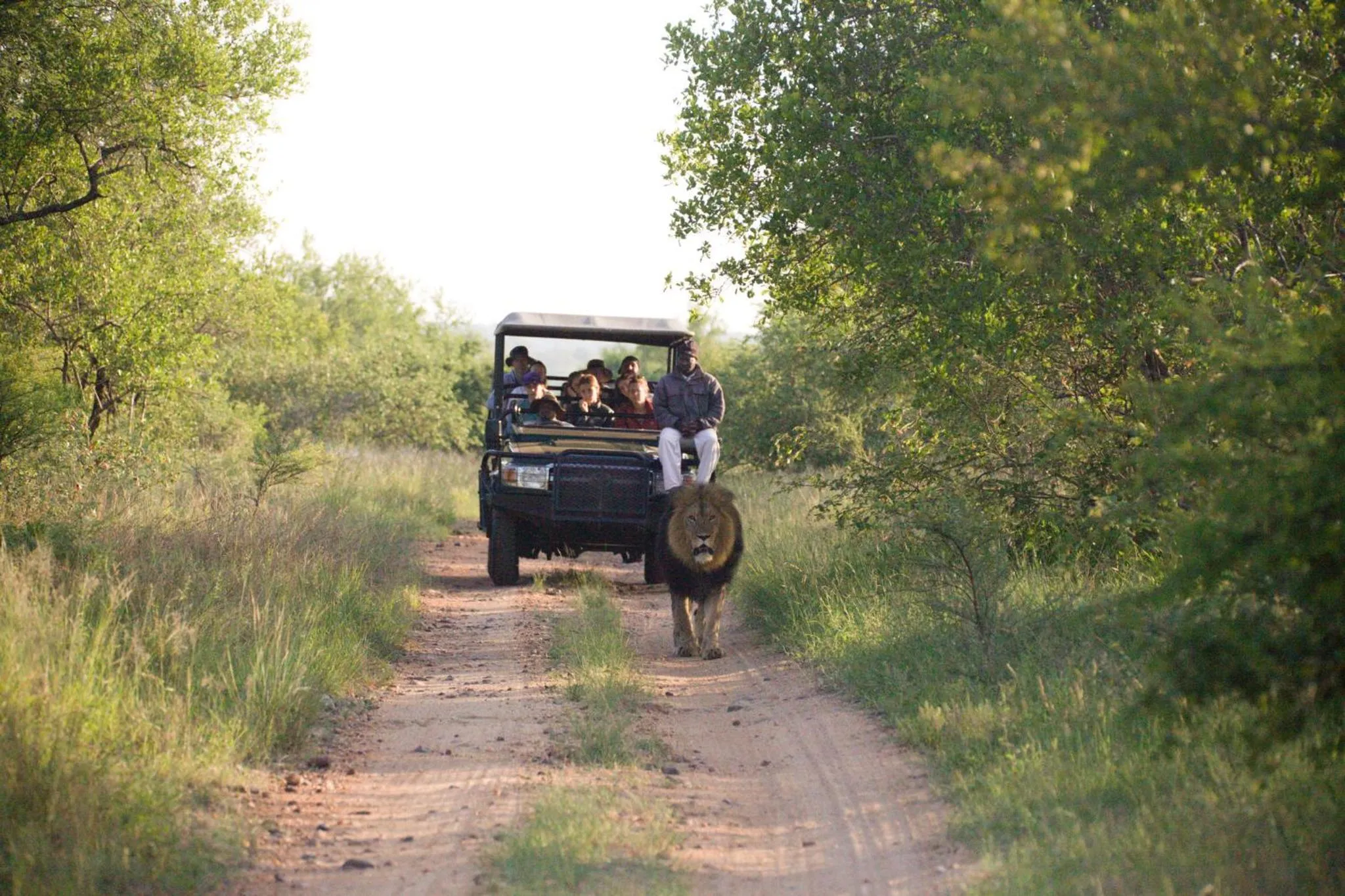 Animals in Karongwe - Chisomo Safari Camp