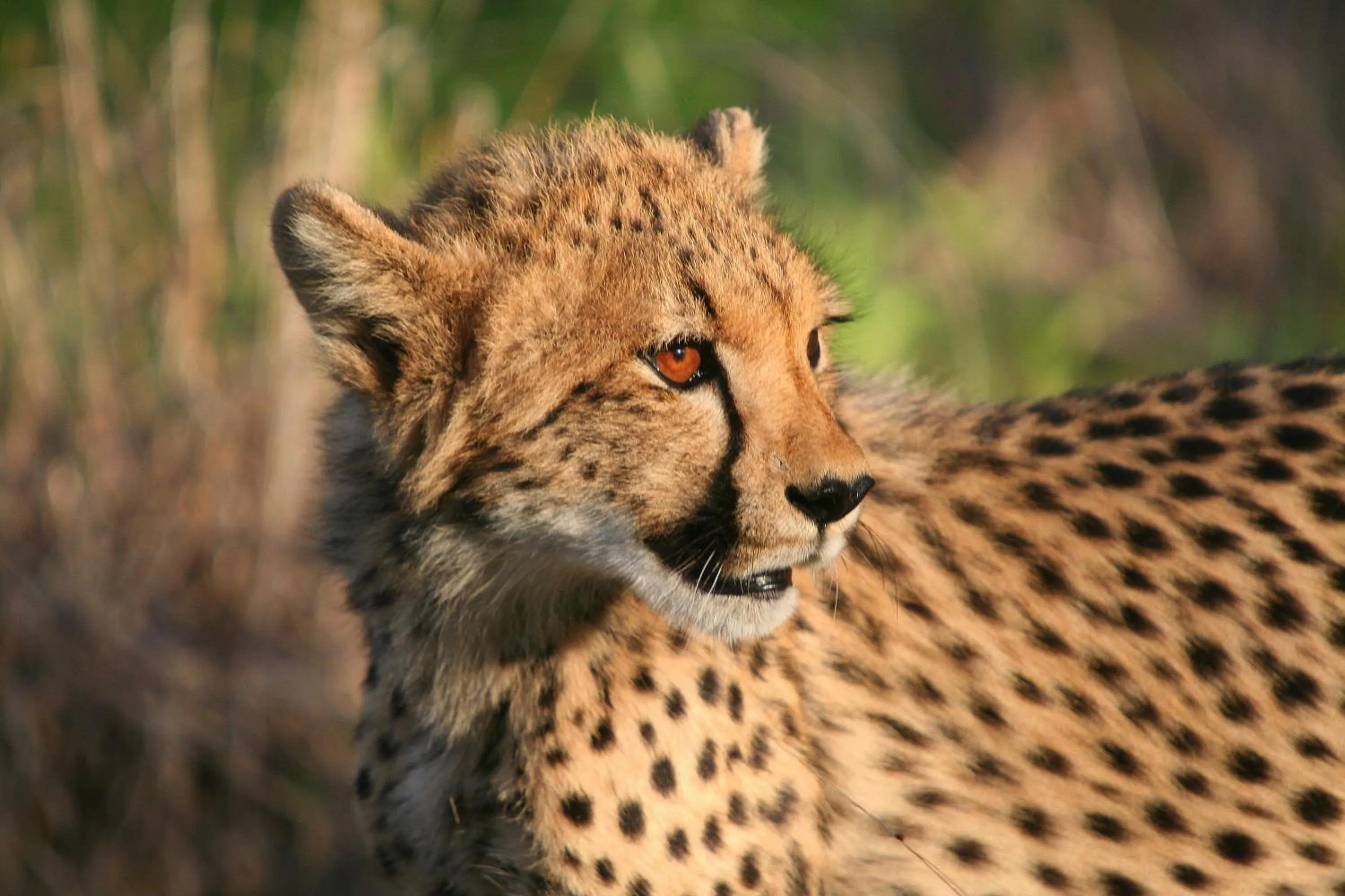 Day in Karongwe - Chisomo Safari Camp