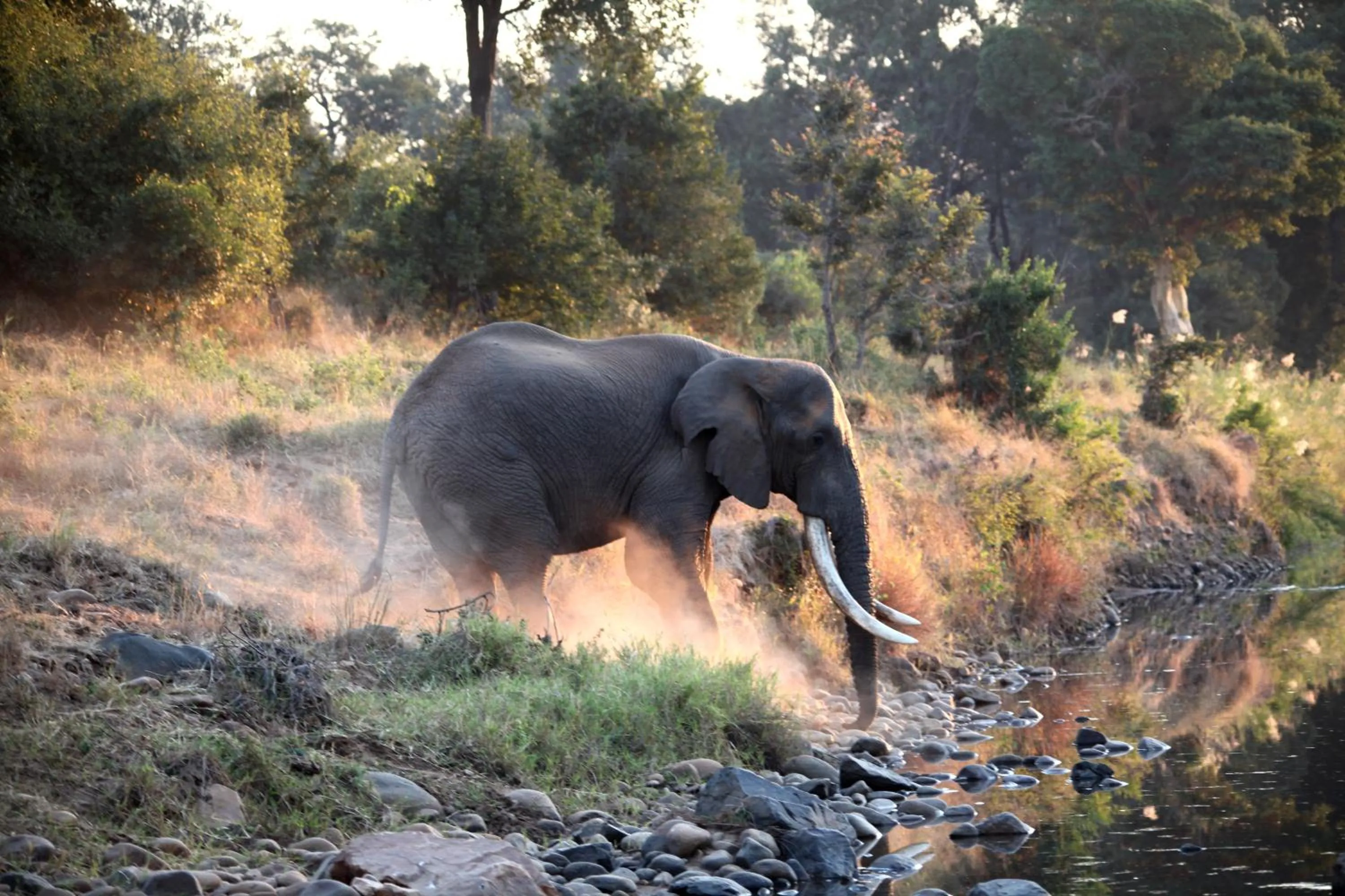 Activities in Karongwe - Chisomo Safari Camp