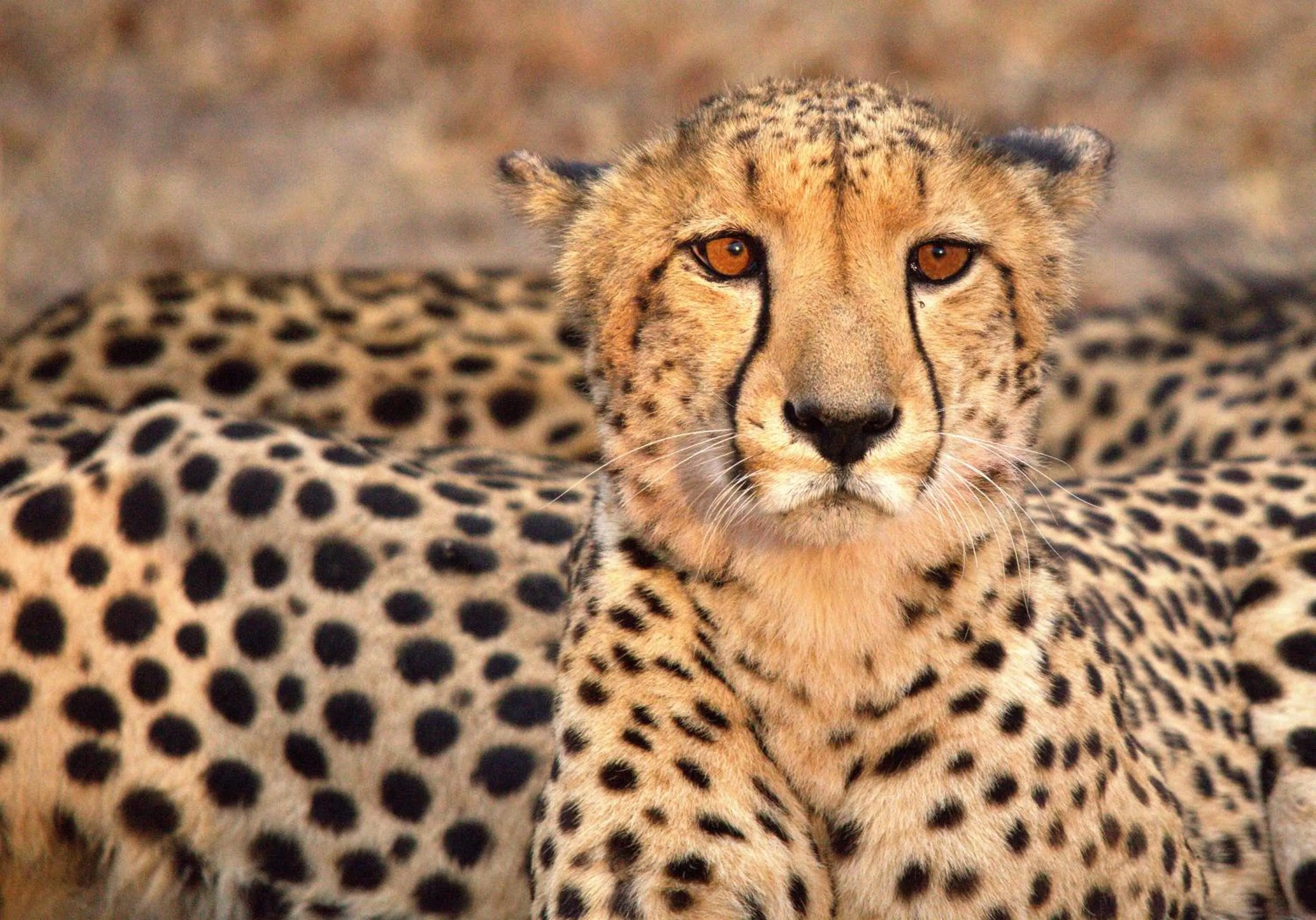 Activities in Karongwe - Chisomo Safari Camp