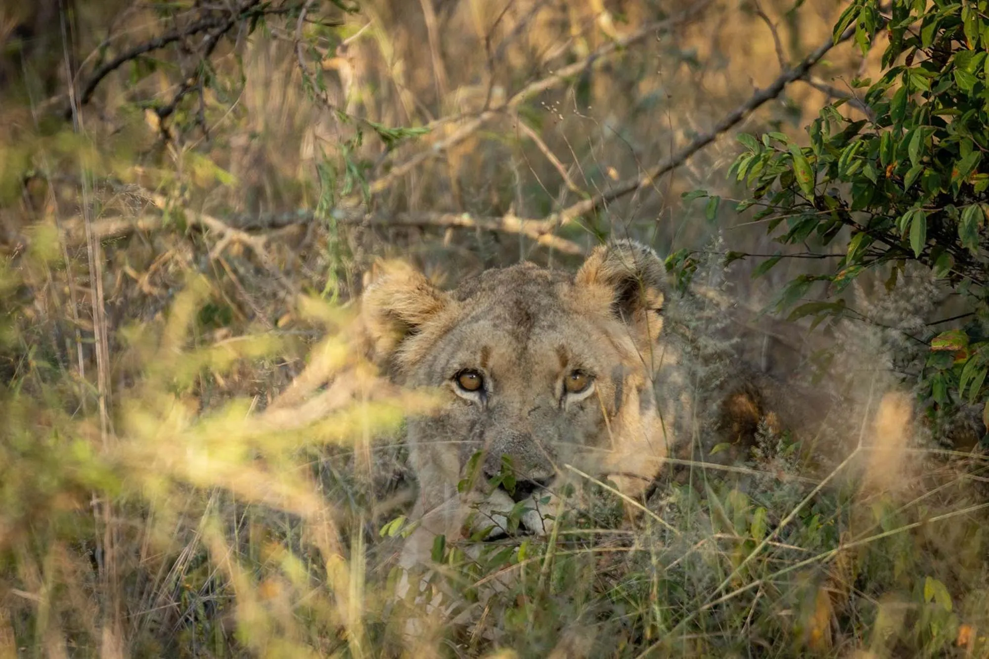 Animals in Karongwe - Chisomo Safari Camp