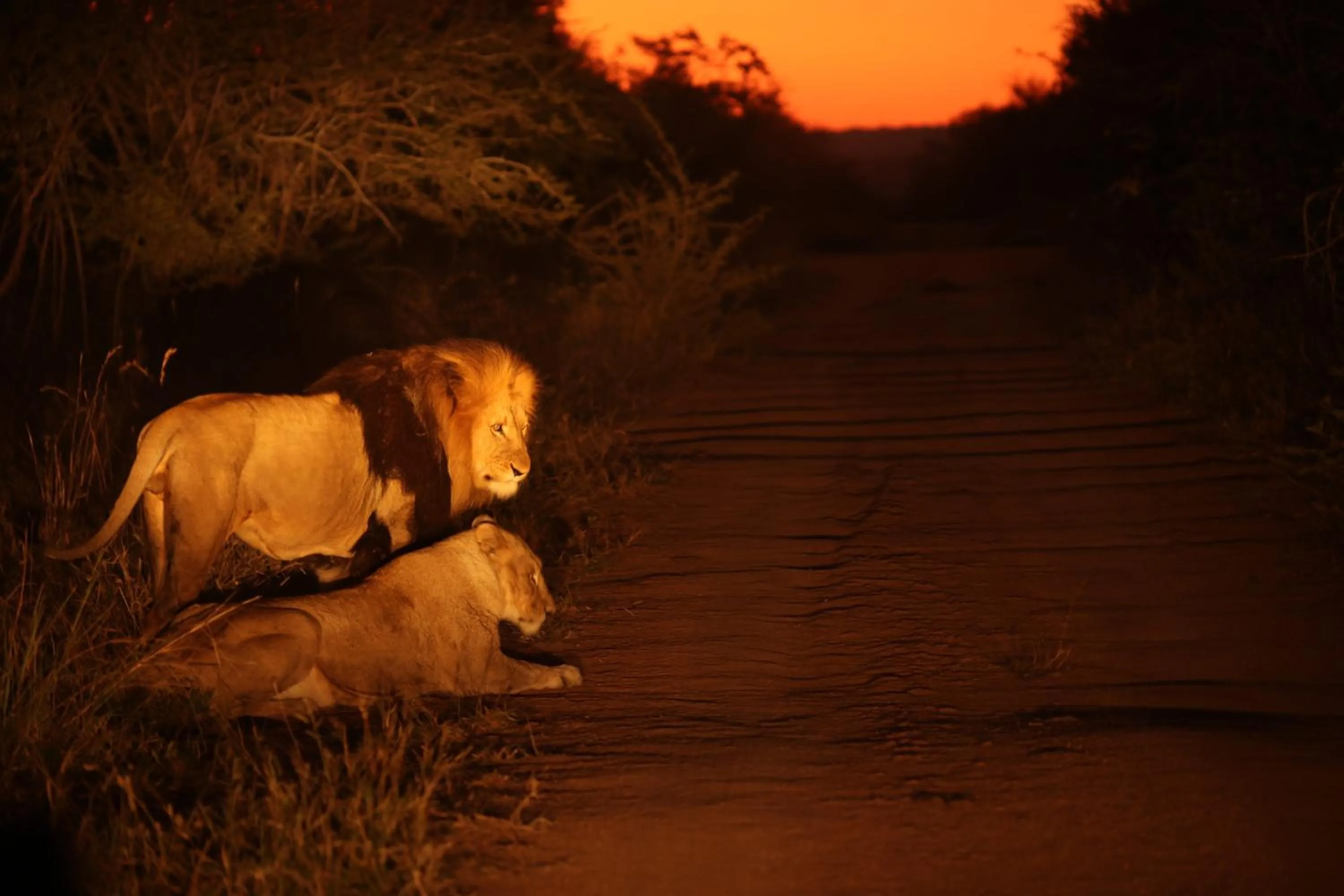 Activities in Karongwe - Chisomo Safari Camp