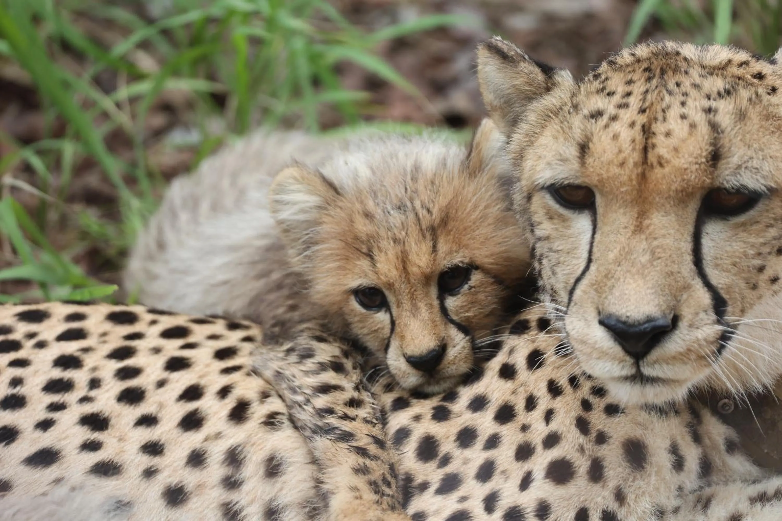 Animals in Karongwe - Chisomo Safari Camp