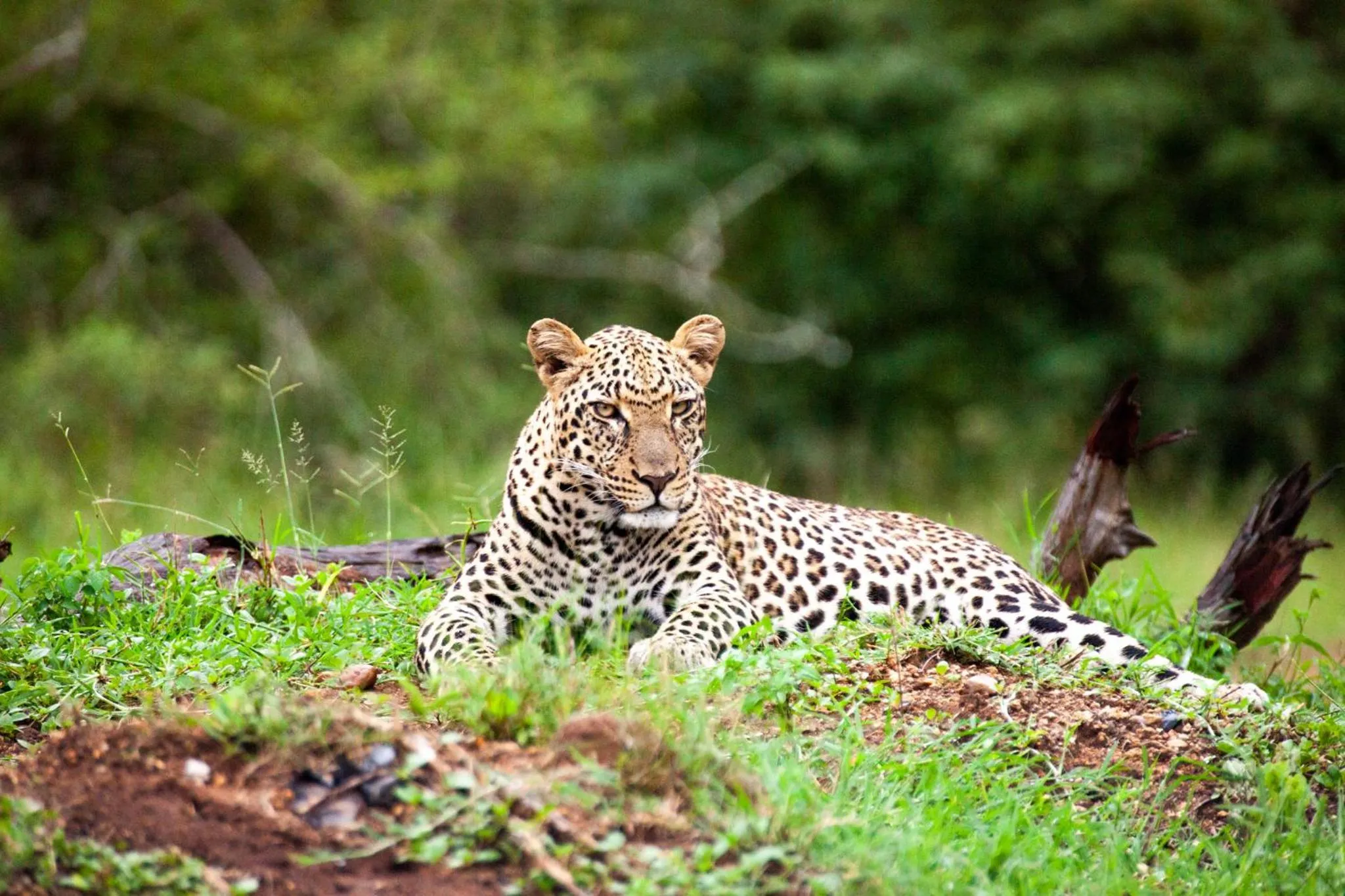 Activities in Karongwe - Chisomo Safari Camp