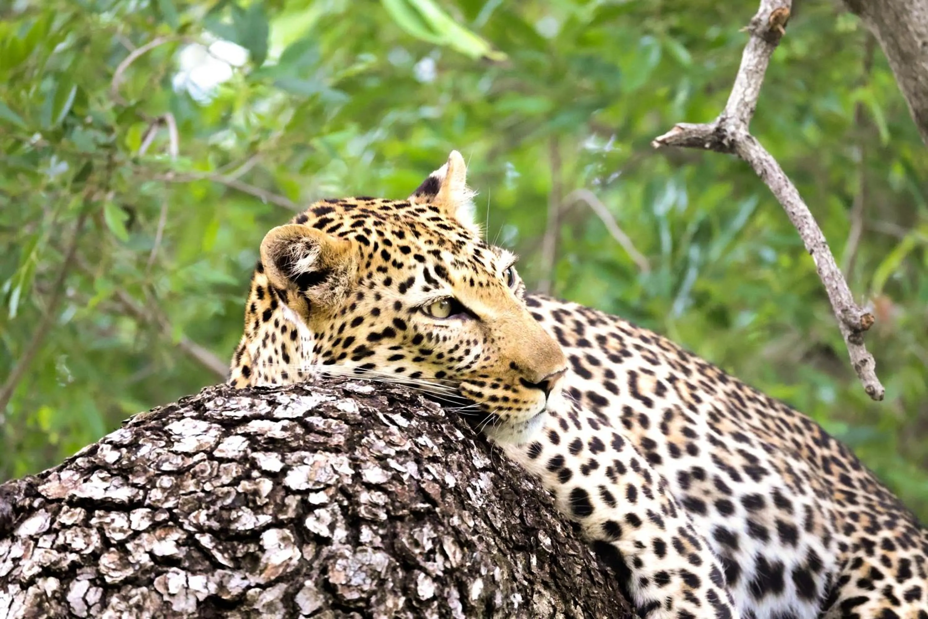 Animals in Karongwe - Chisomo Safari Camp