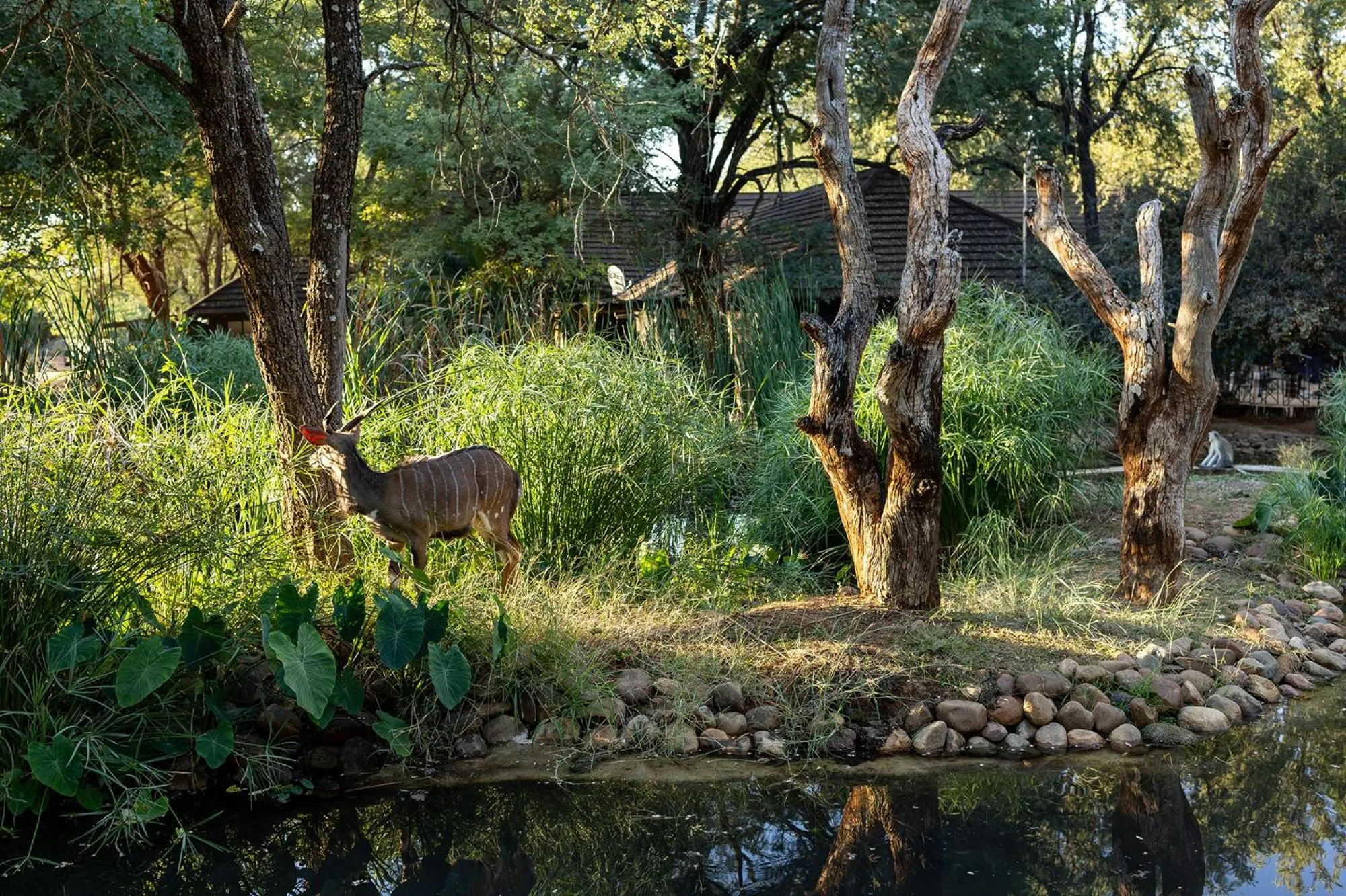 Animals in Karongwe - Chisomo Safari Camp
