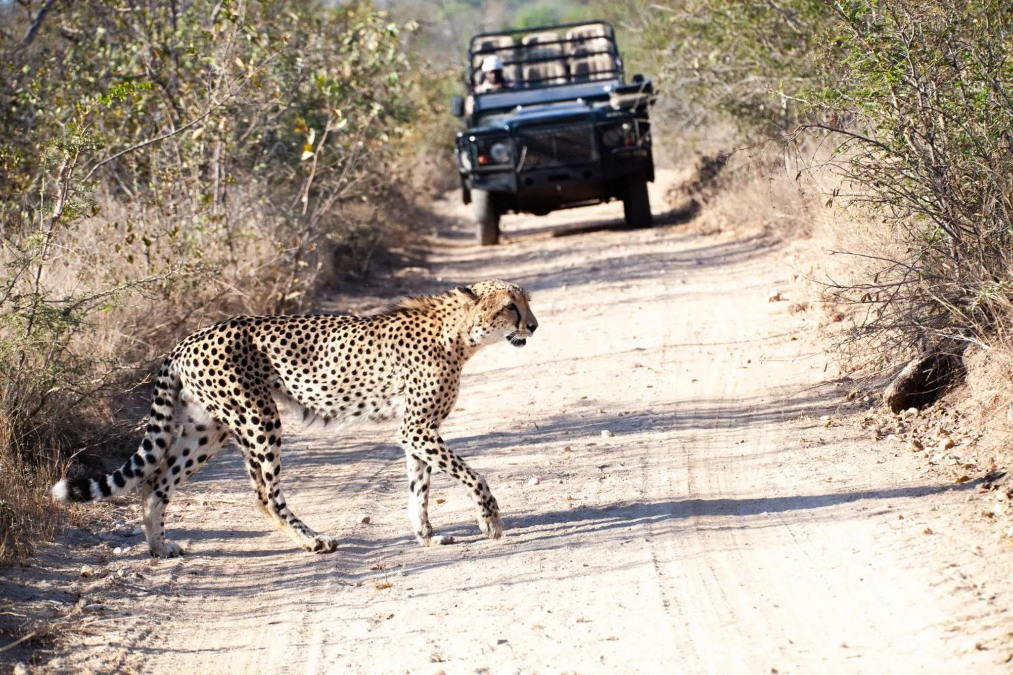 Property building in Karongwe - Chisomo Safari Camp