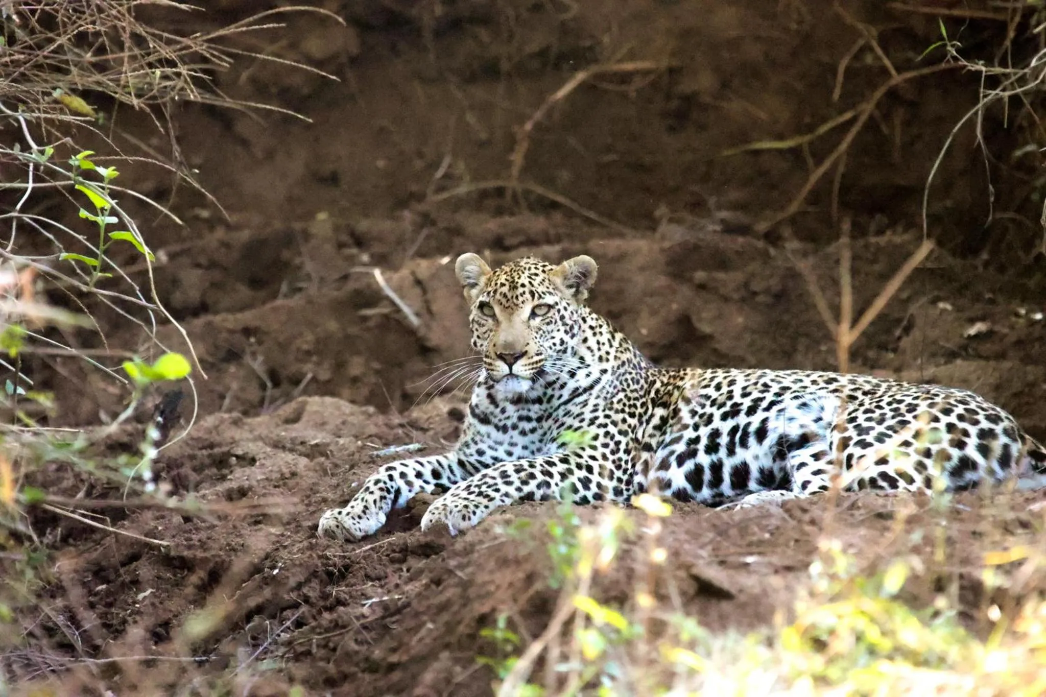 Property building in Karongwe - Chisomo Safari Camp