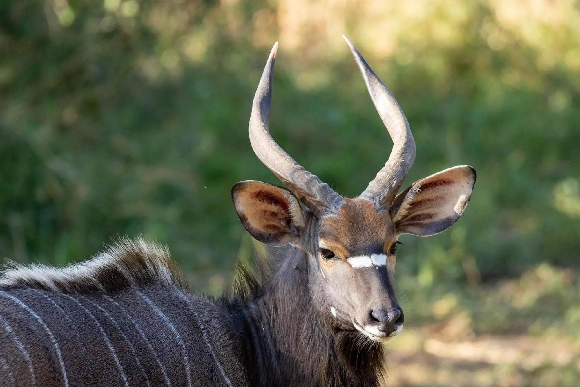 Animals in Karongwe - Chisomo Safari Camp