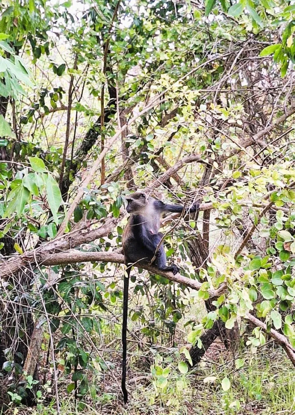 Garden in Kipepeo Beach and Village
