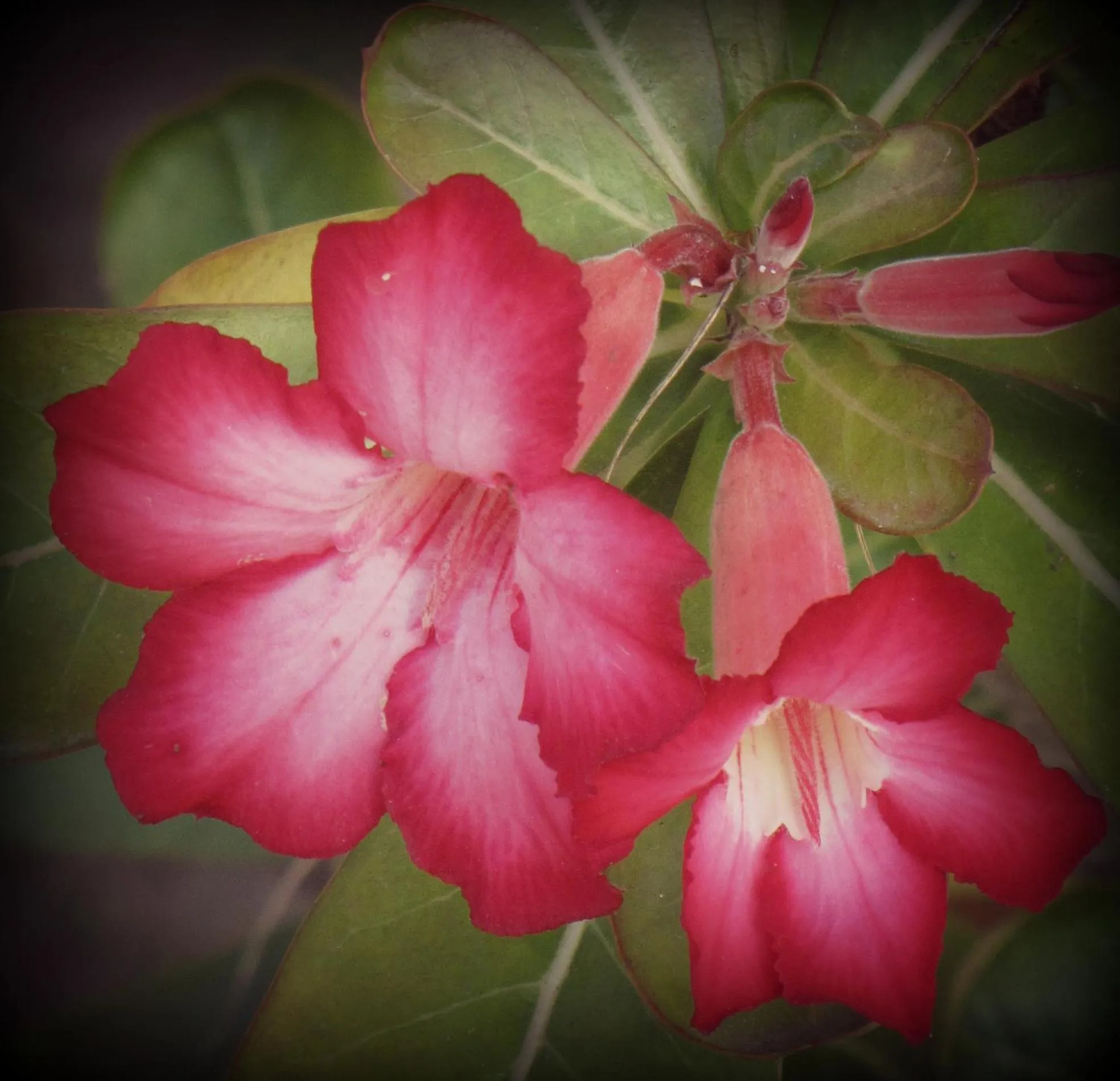Garden in Kipepeo Beach and Village