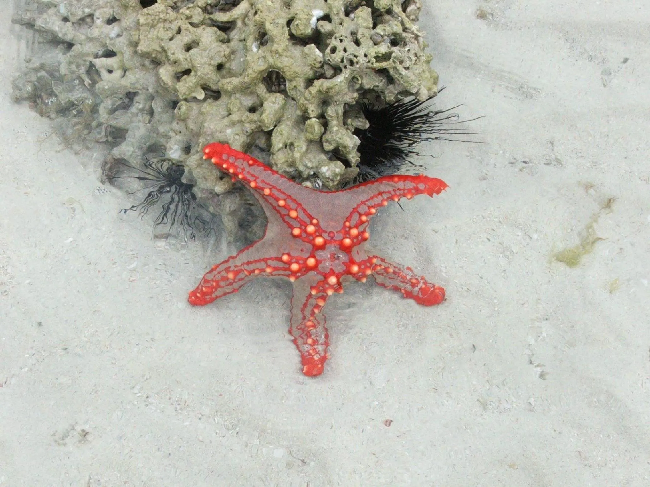 Snorkeling in Kipepeo Beach and Village