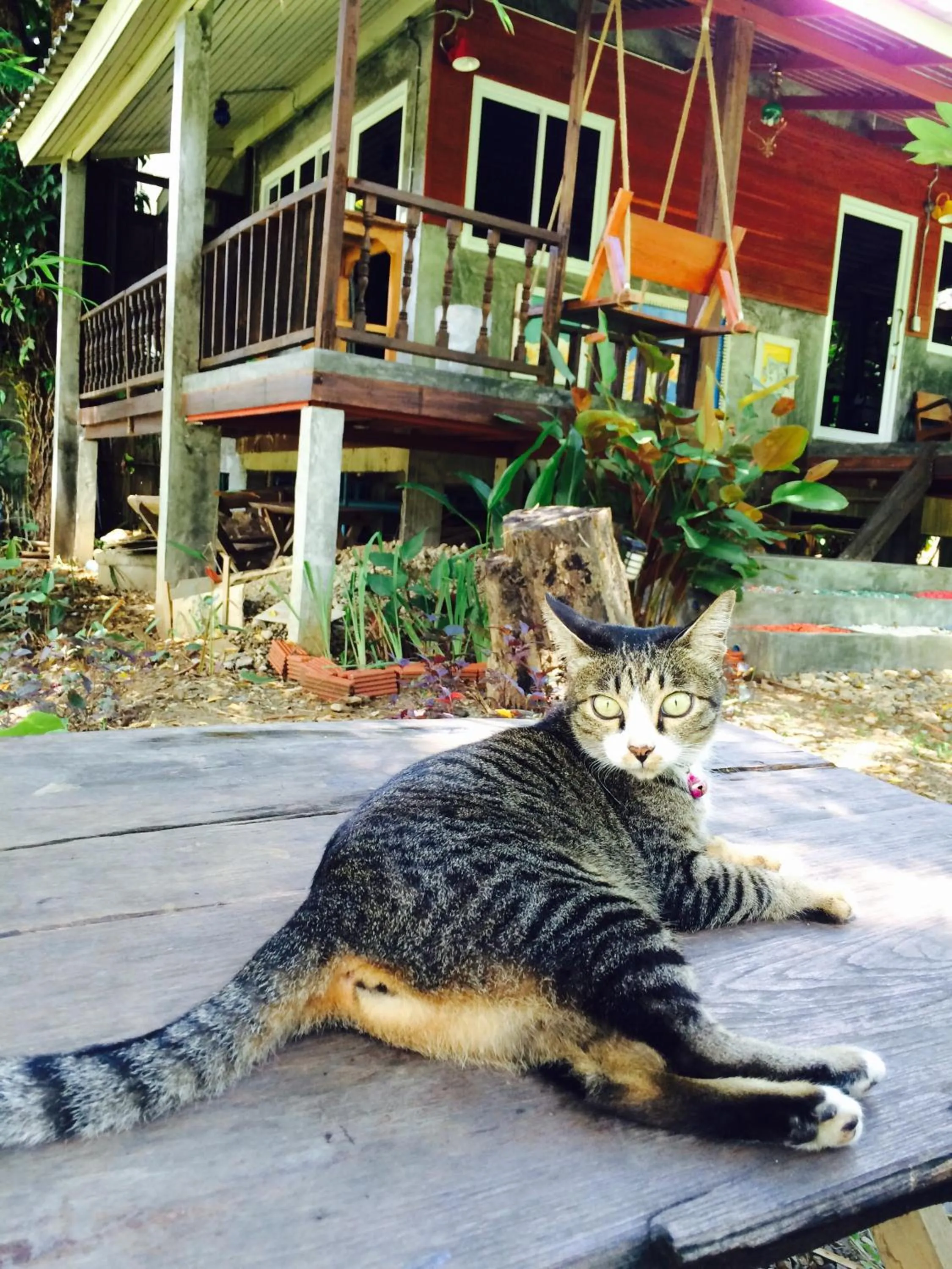 Pets in Sawasdeepai River Resort