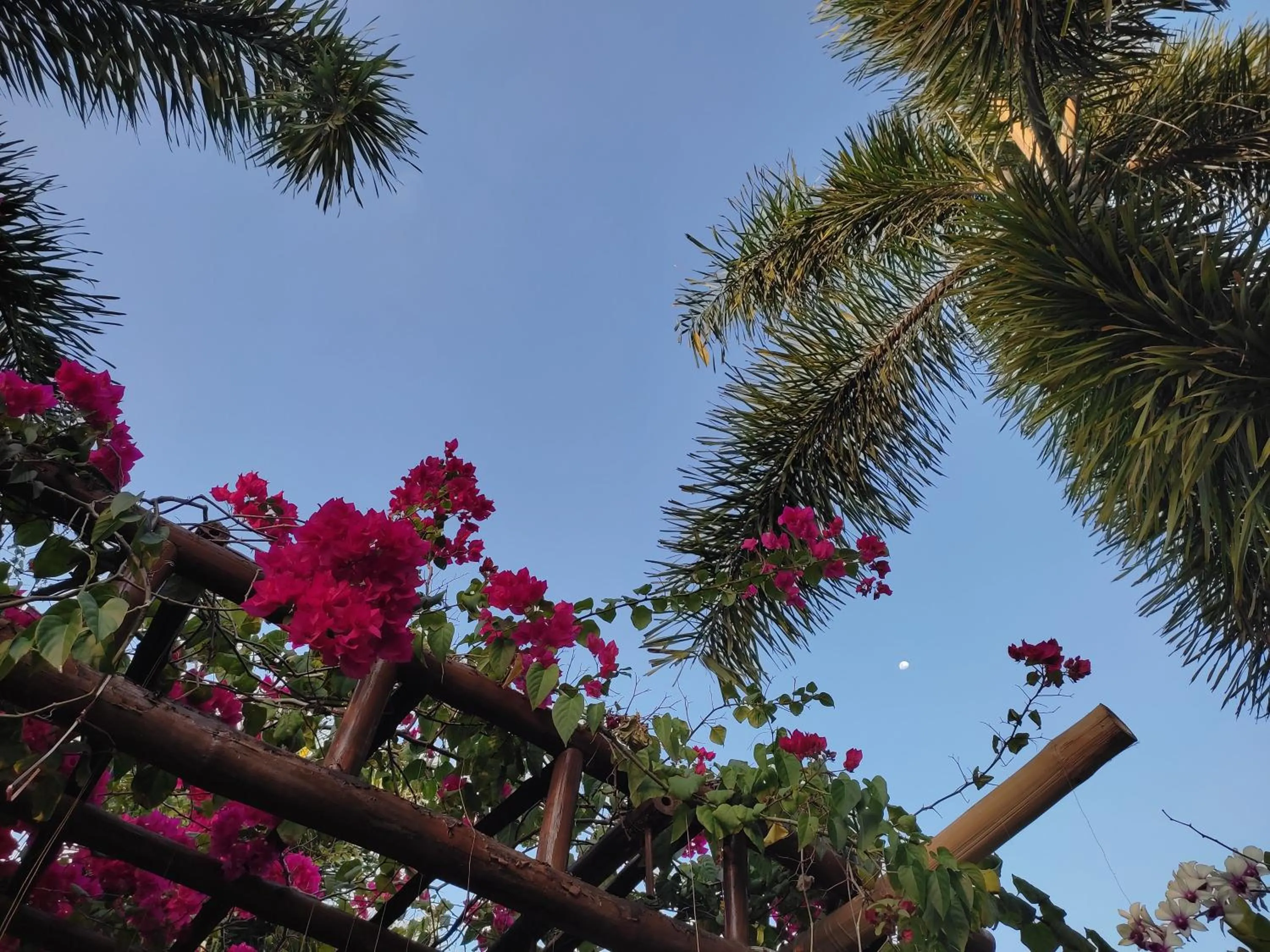 Garden in Olana Bed and Breakfast