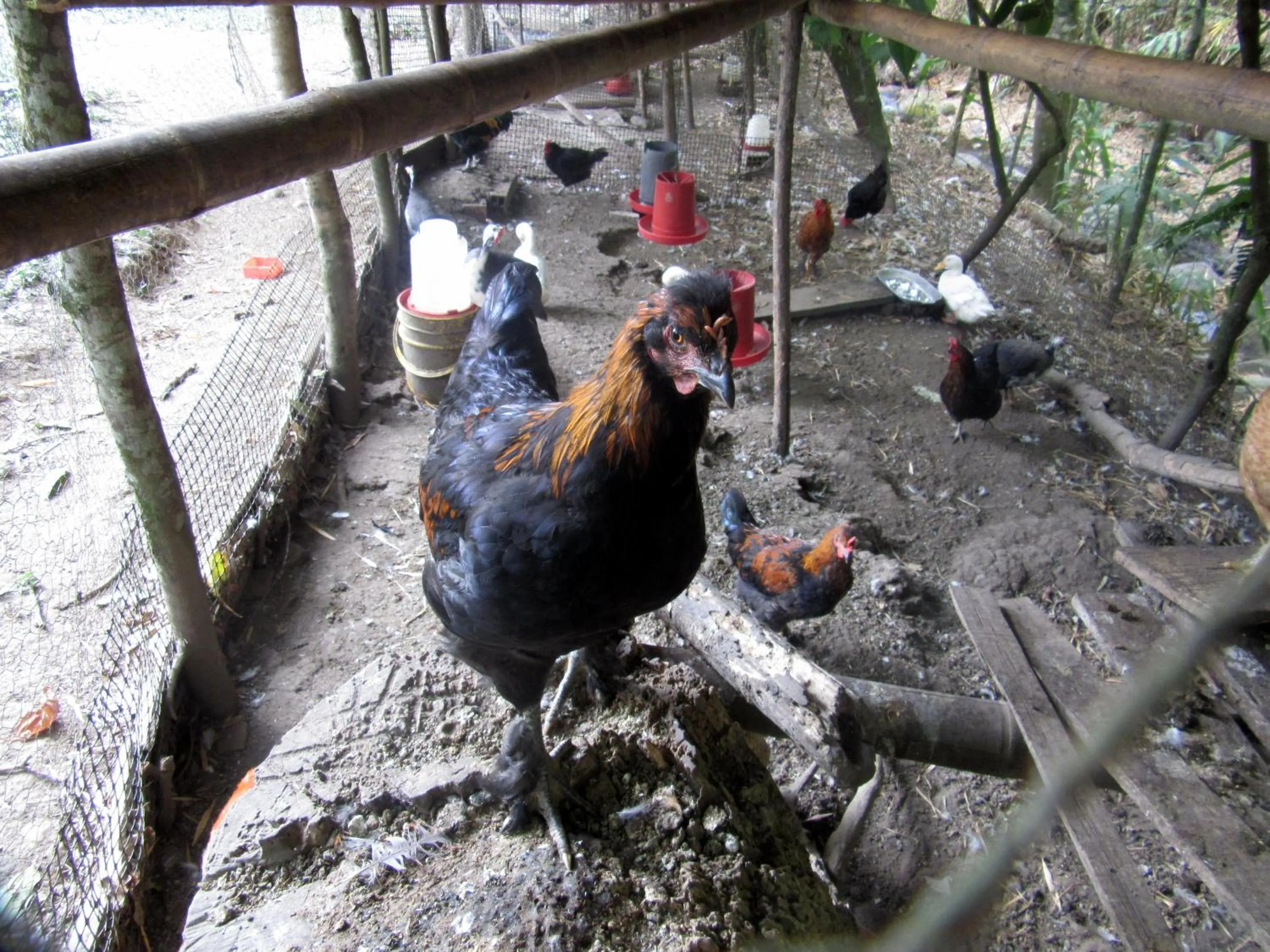 Animals in La Posada del Cucú