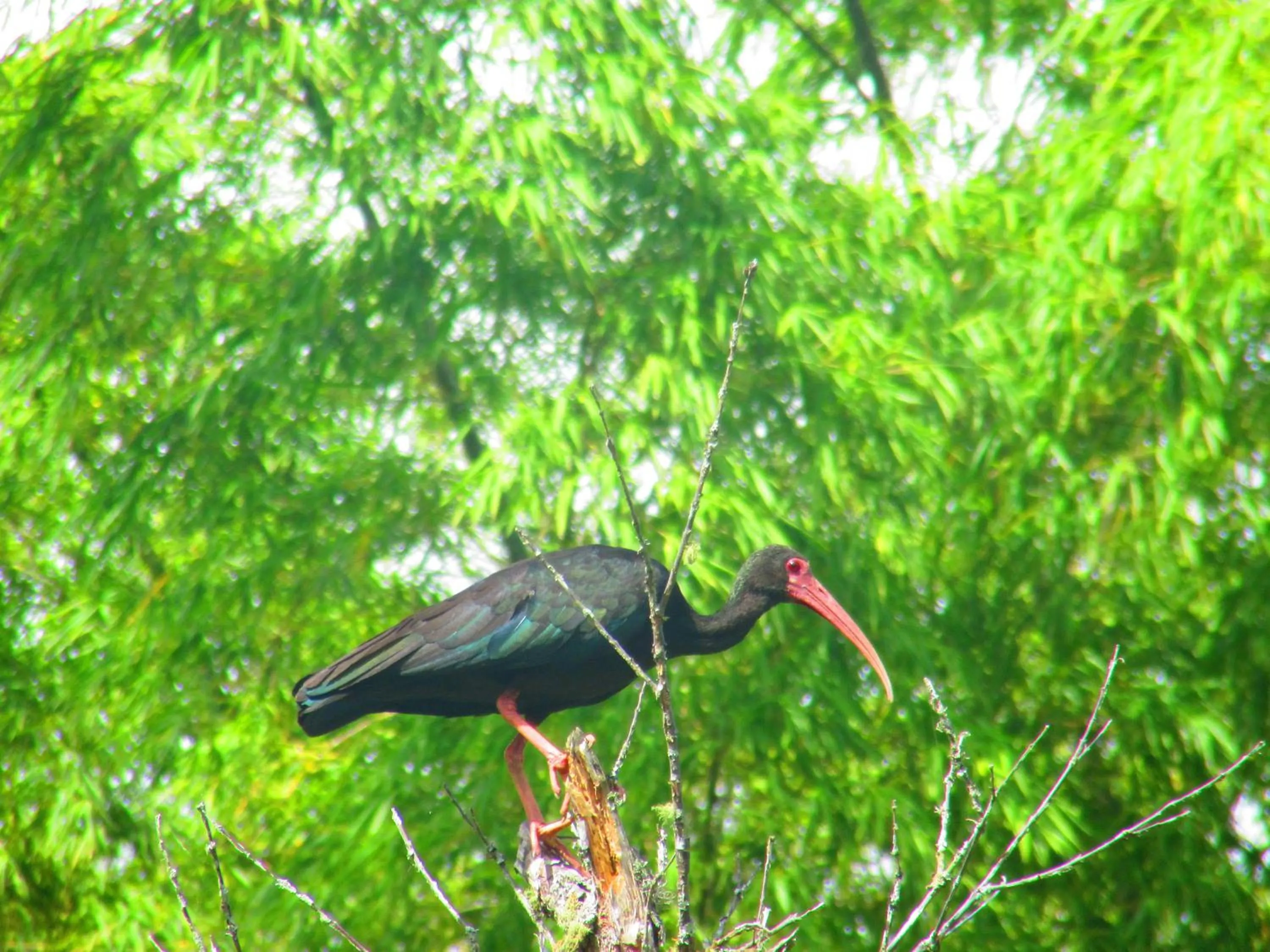 Animals in La Posada del Cucú