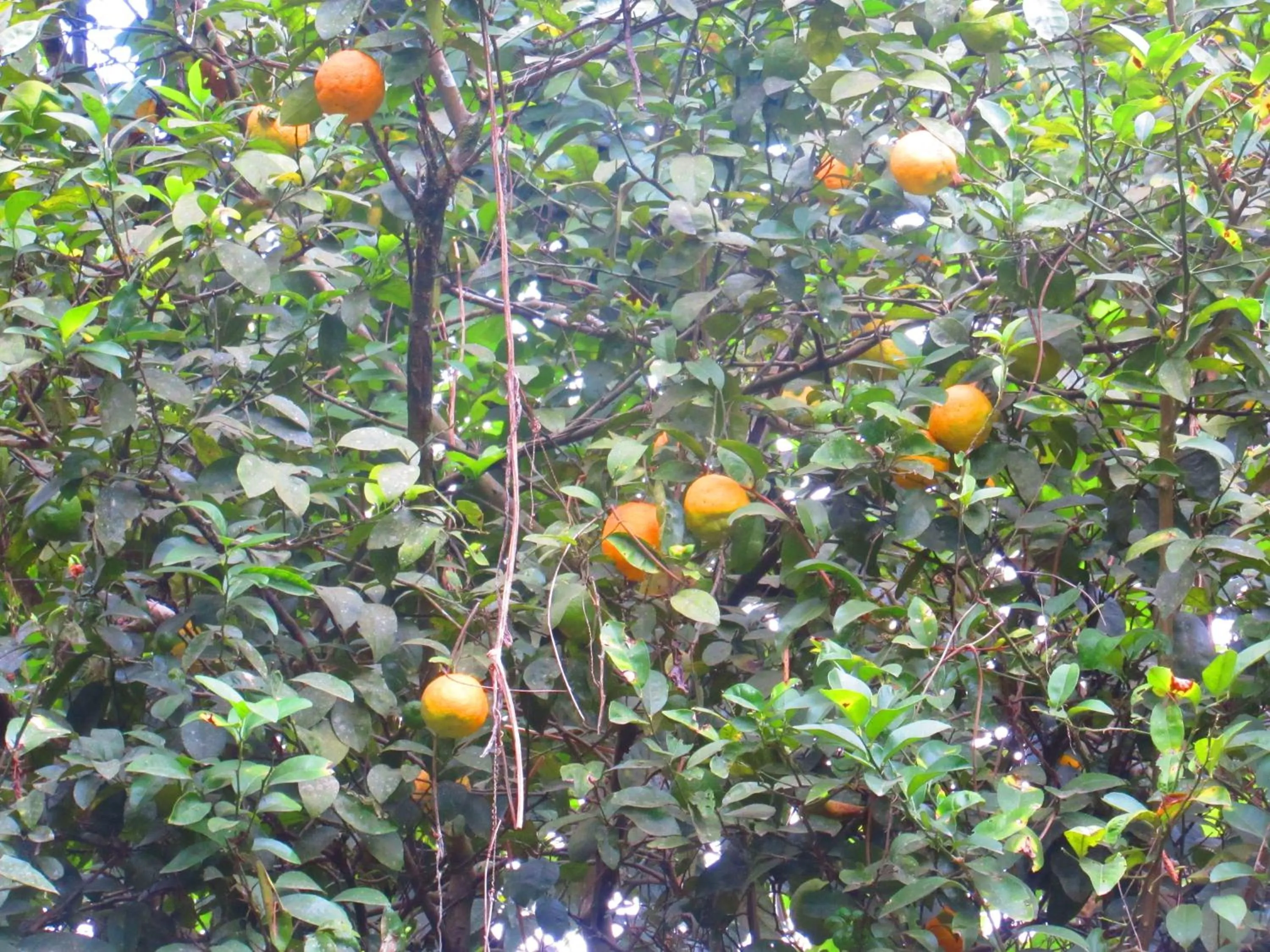 Garden in La Posada del Cucú