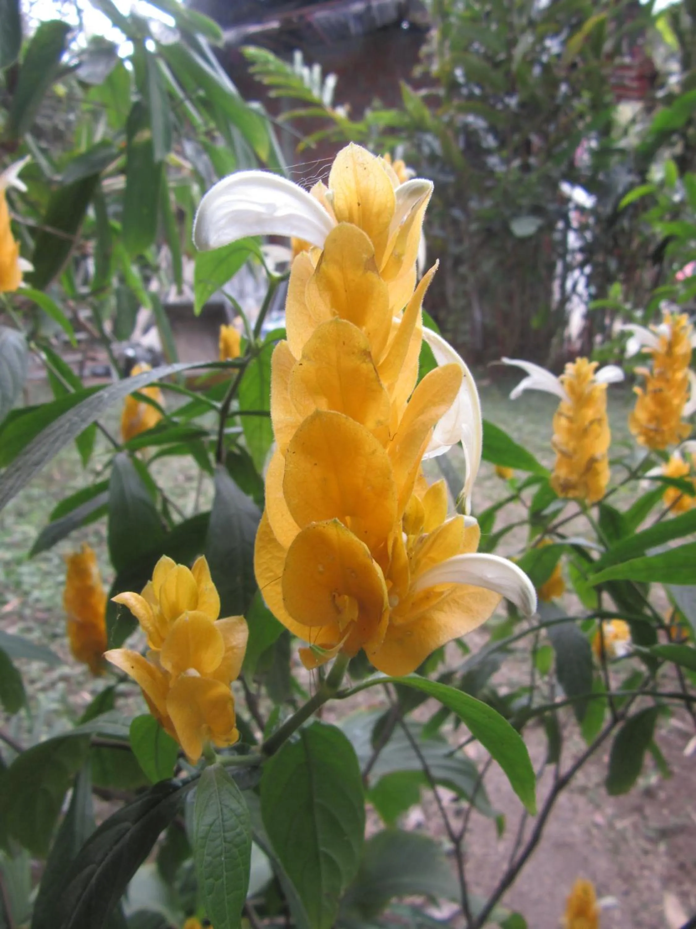 Garden in La Posada del Cucú