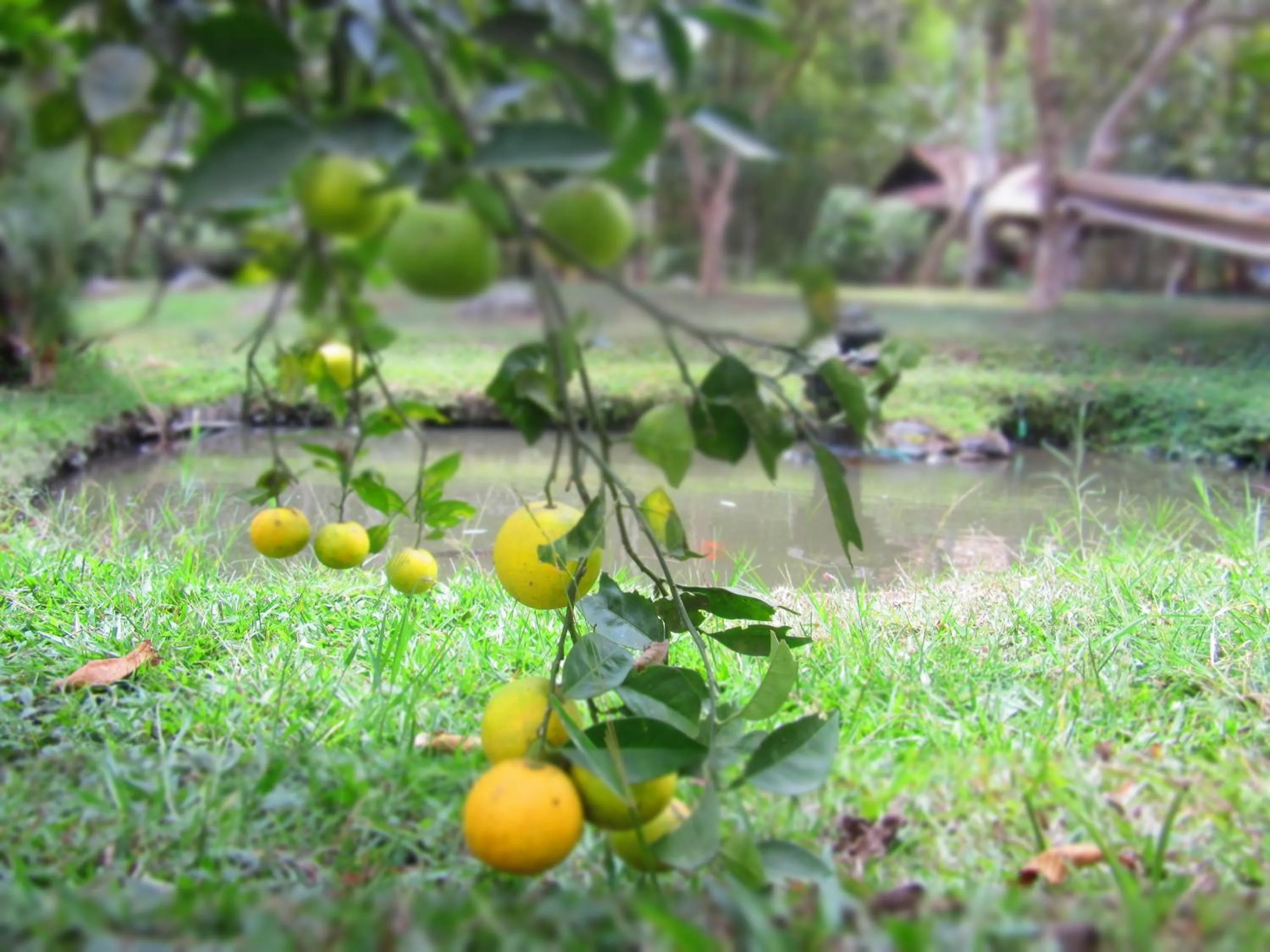 Garden in La Posada del Cucú