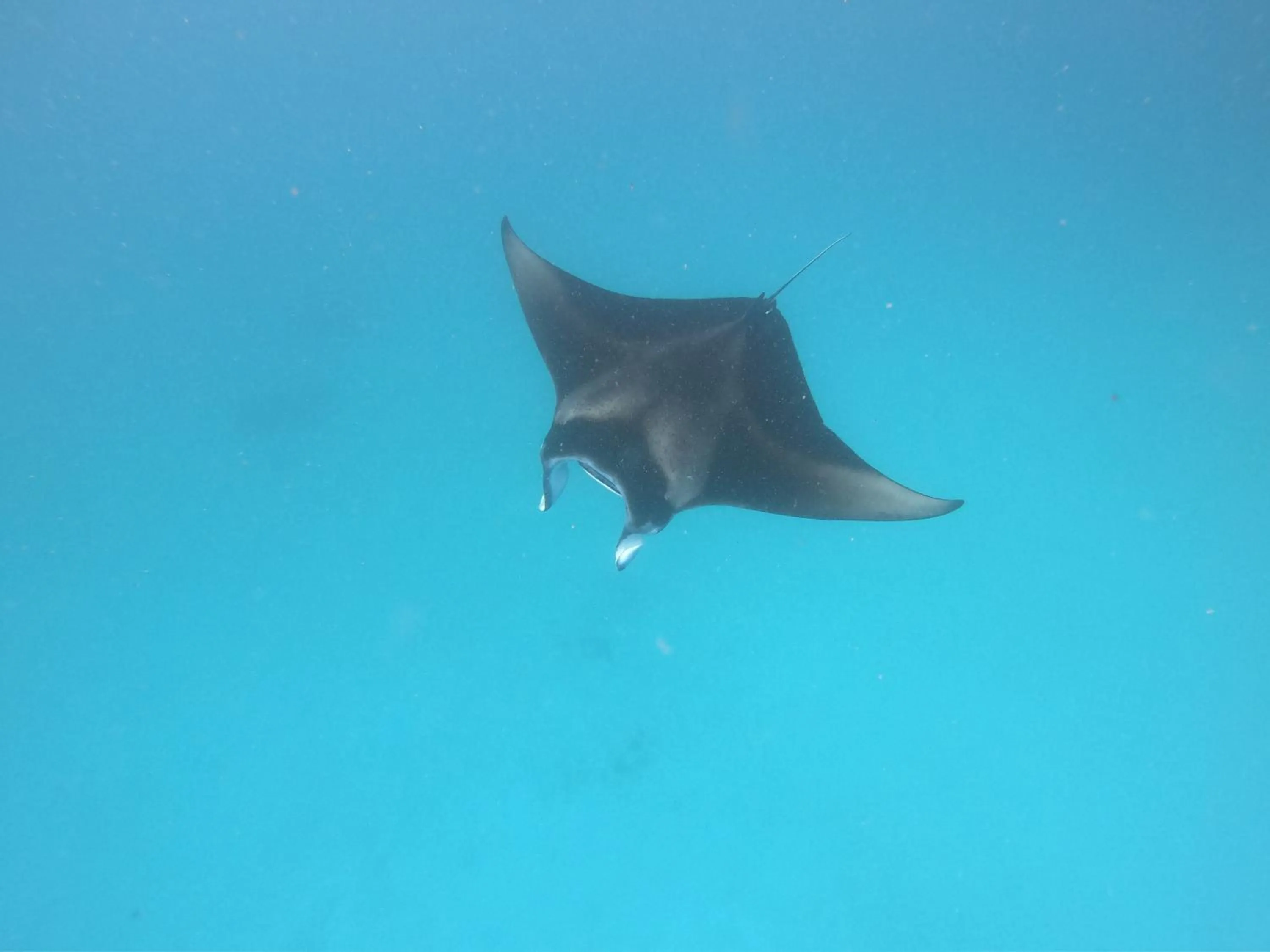 Snorkeling in Biosphere Inn