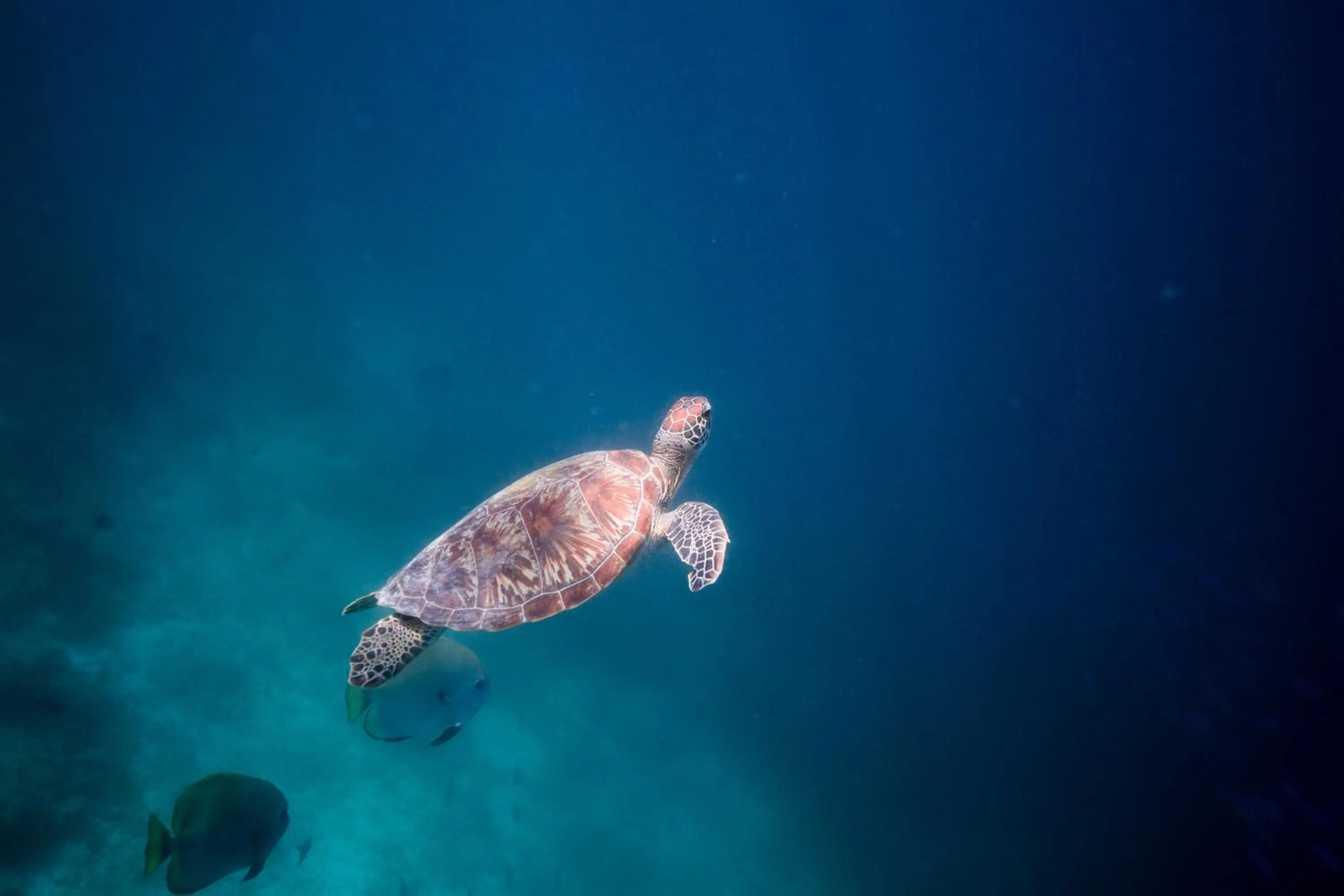 Snorkeling in Biosphere Inn
