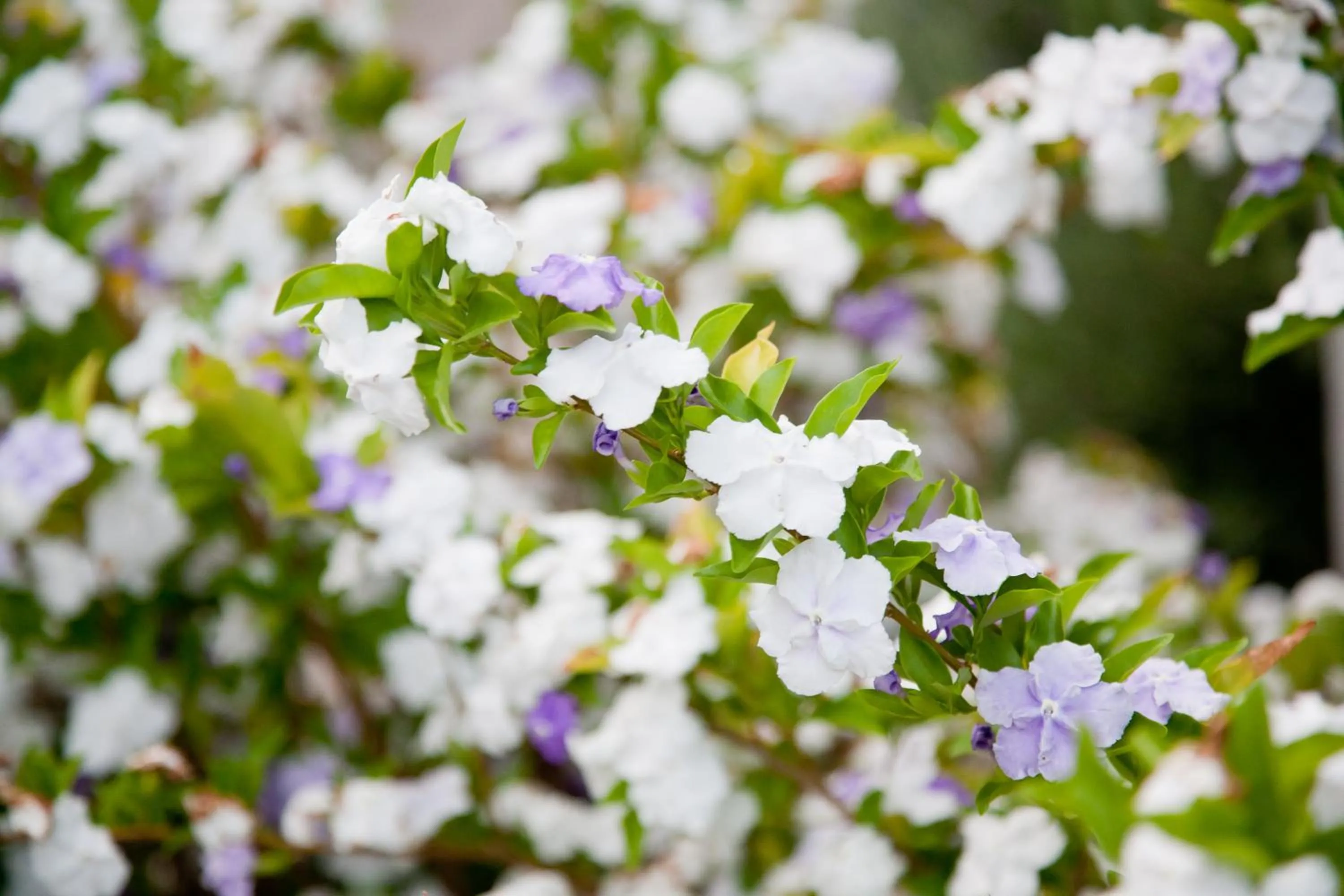 Garden in The Queen Of Calitzdorp