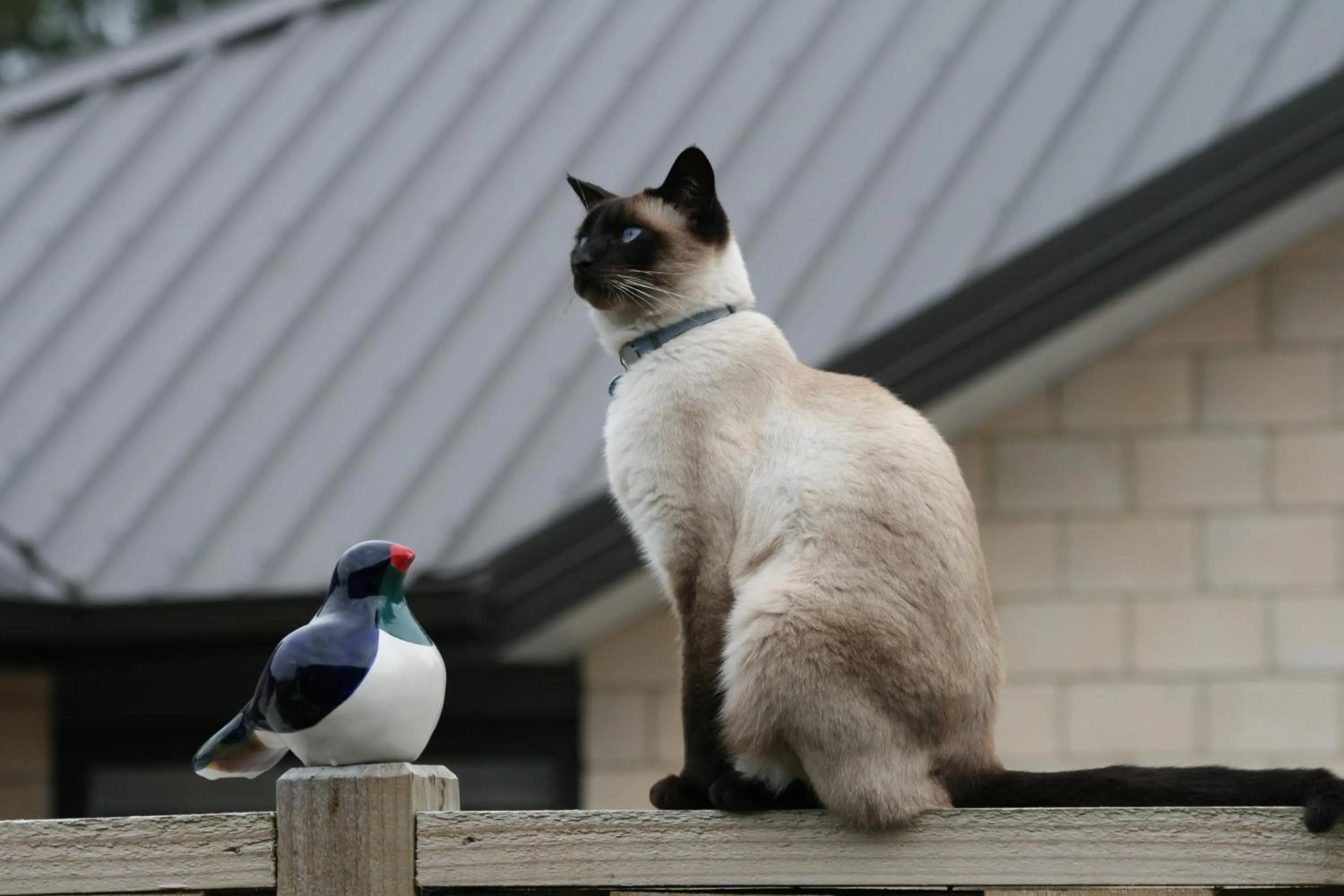 Pets in Grosvenor House B&B