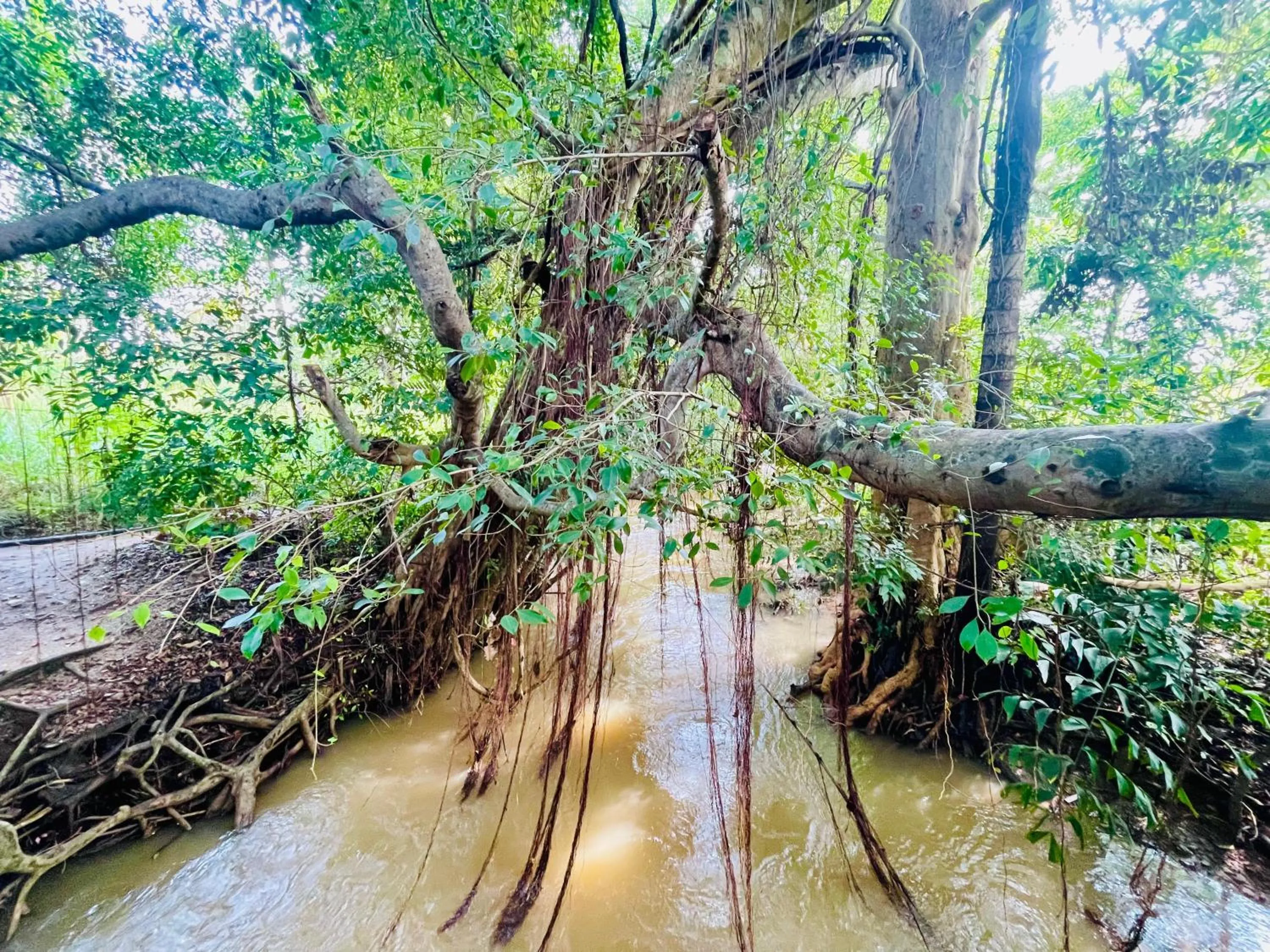 Sigiriya River Side Villa