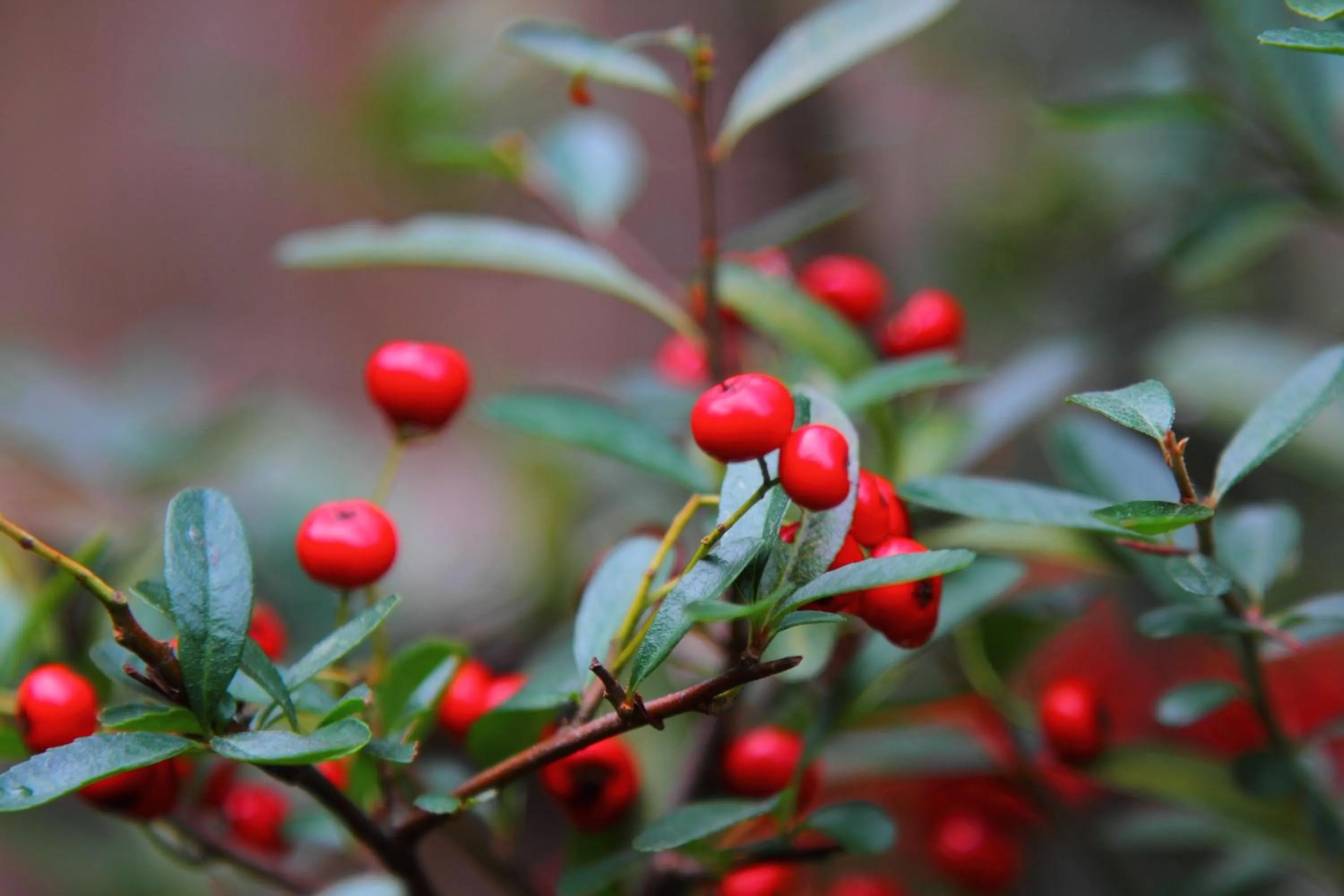 Decorative detail in Kokoronodoka