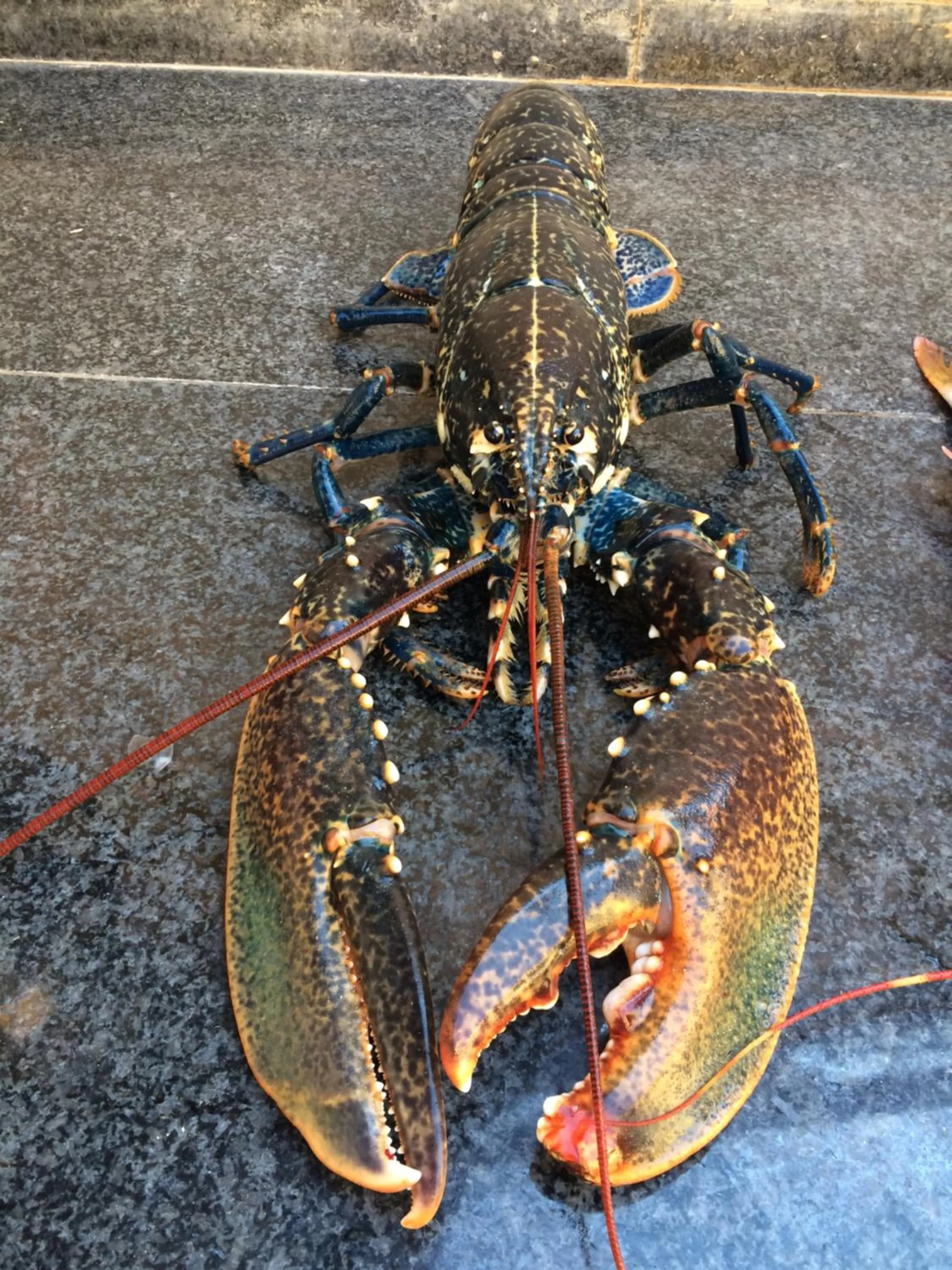 Dinner in Cala Arenella