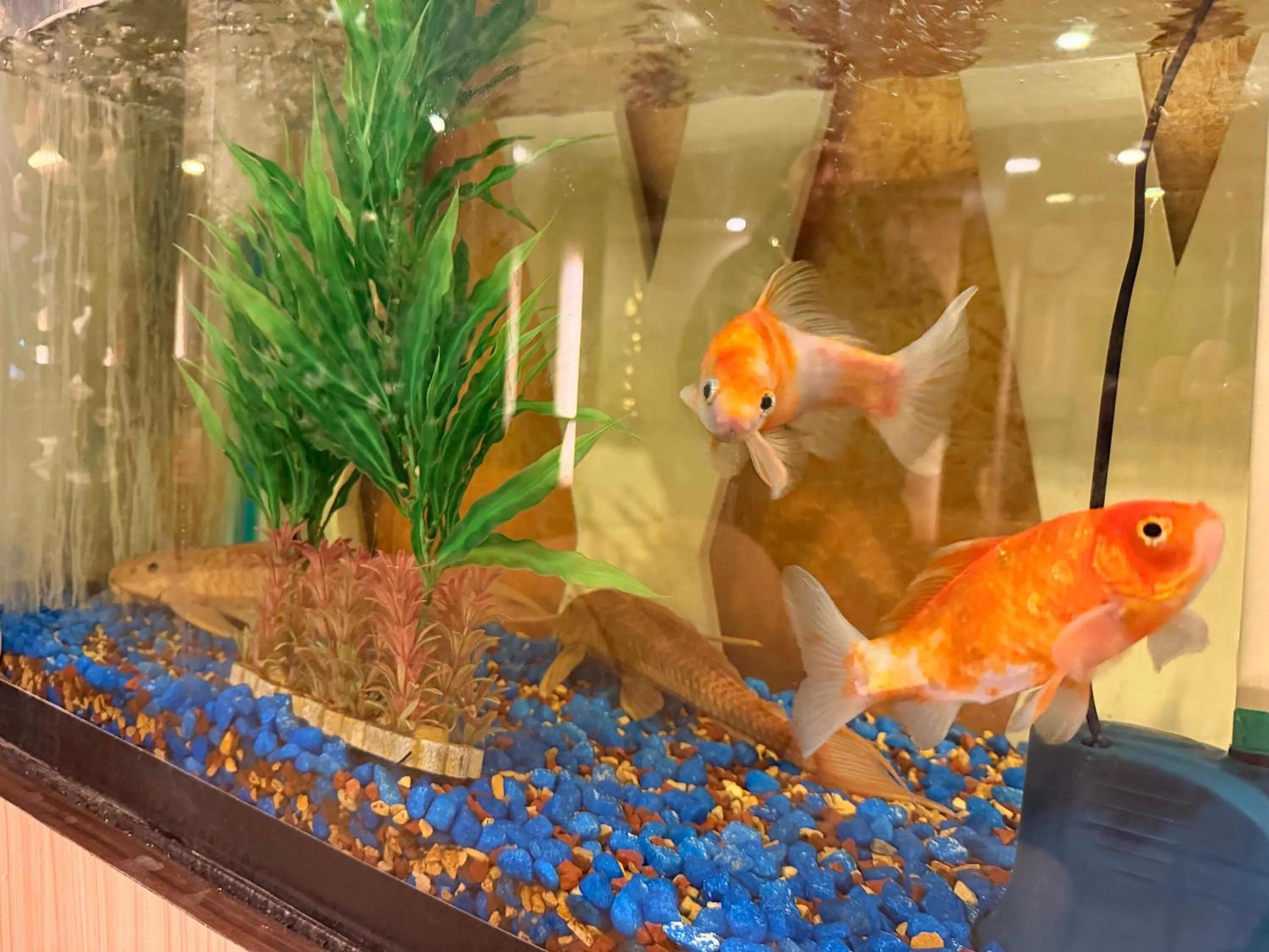 Lobby or reception in Hotel Tenki Kathmandu