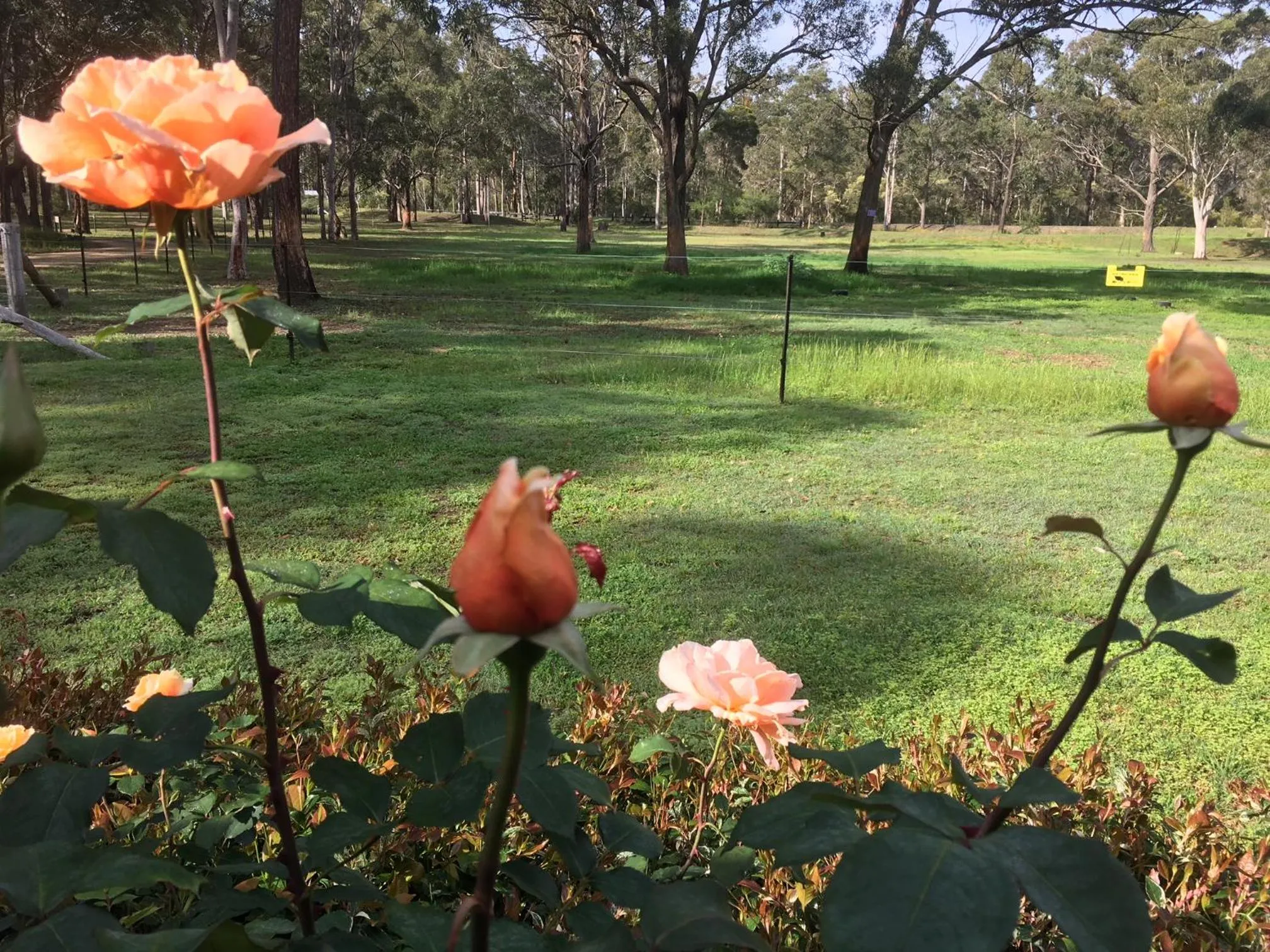 View (from property/room) in Hunter Valley Retreat