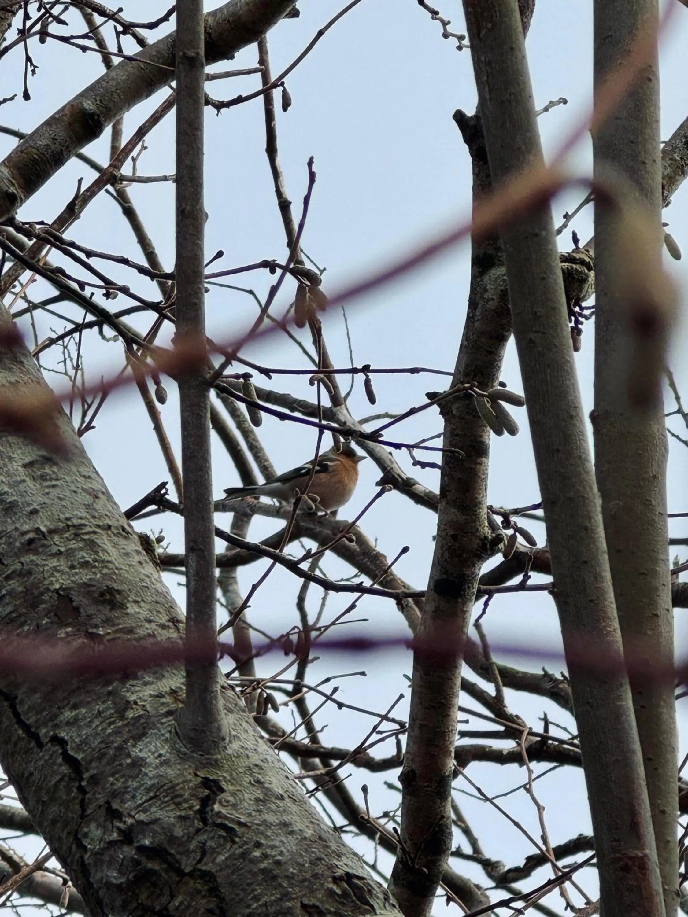 Natural landscape in Dulrush Lodge Guest House, Restaurant and Self-Catering