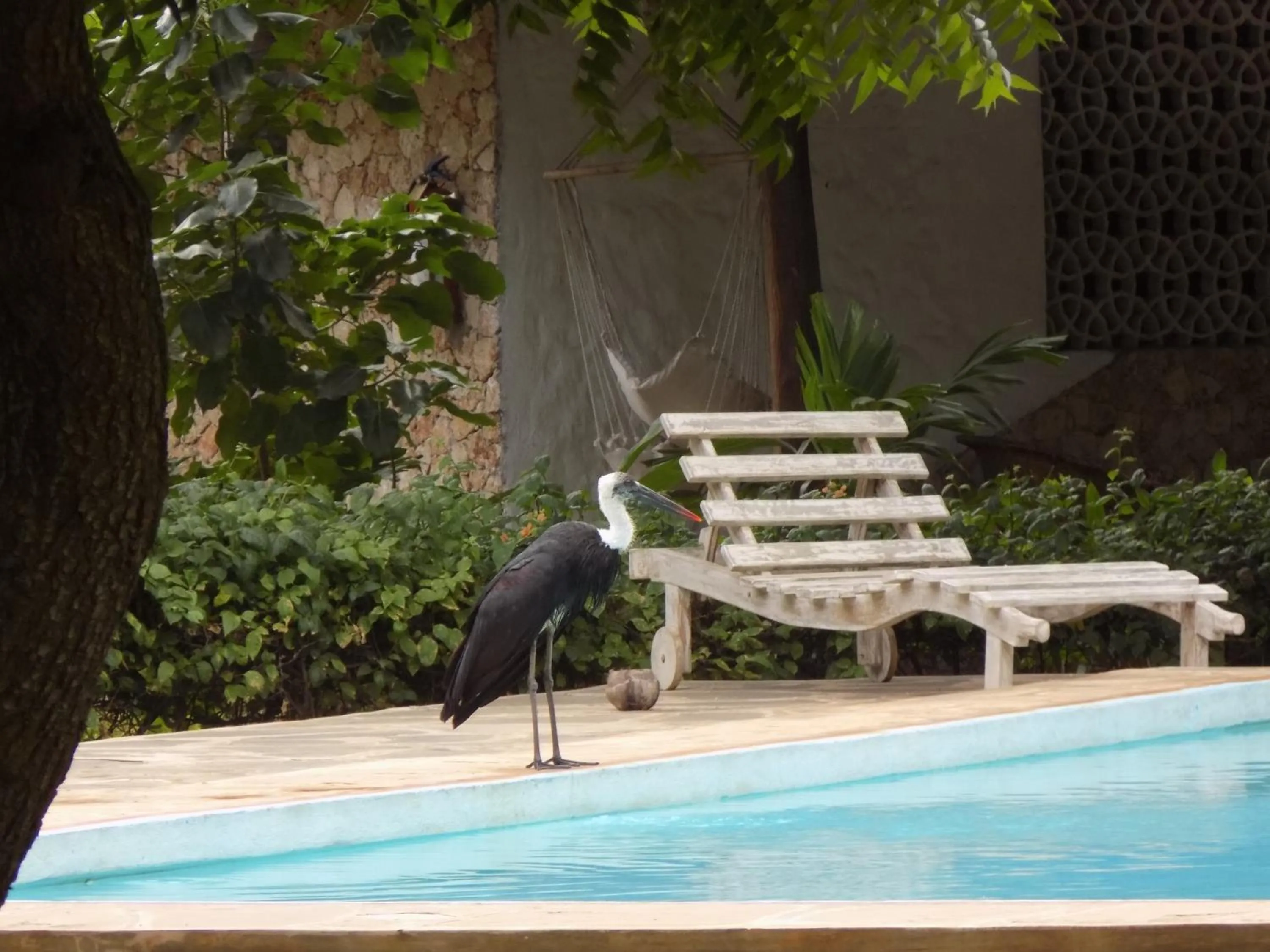 Animals in Eco Villas Watamu