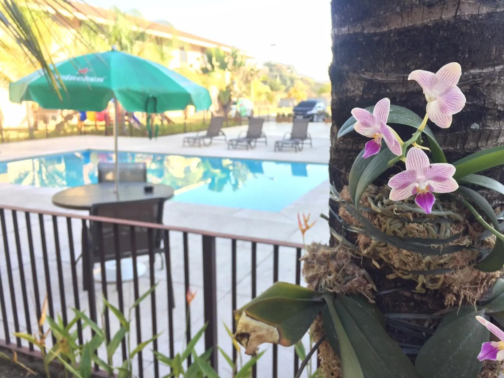 Garden in Cegil Hotel Boulevard