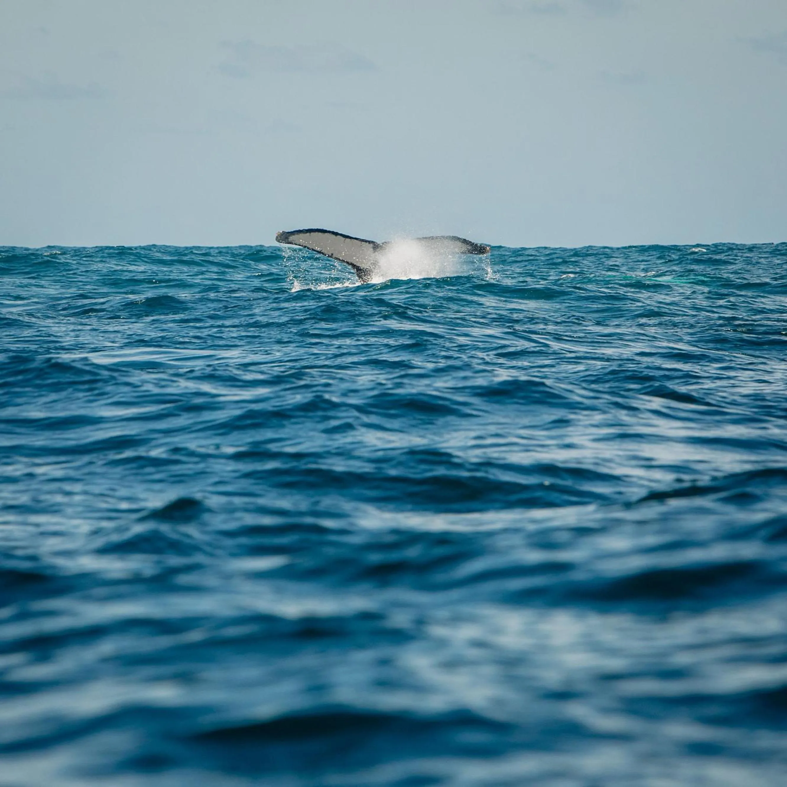 Activities in Hotel Costa Choco